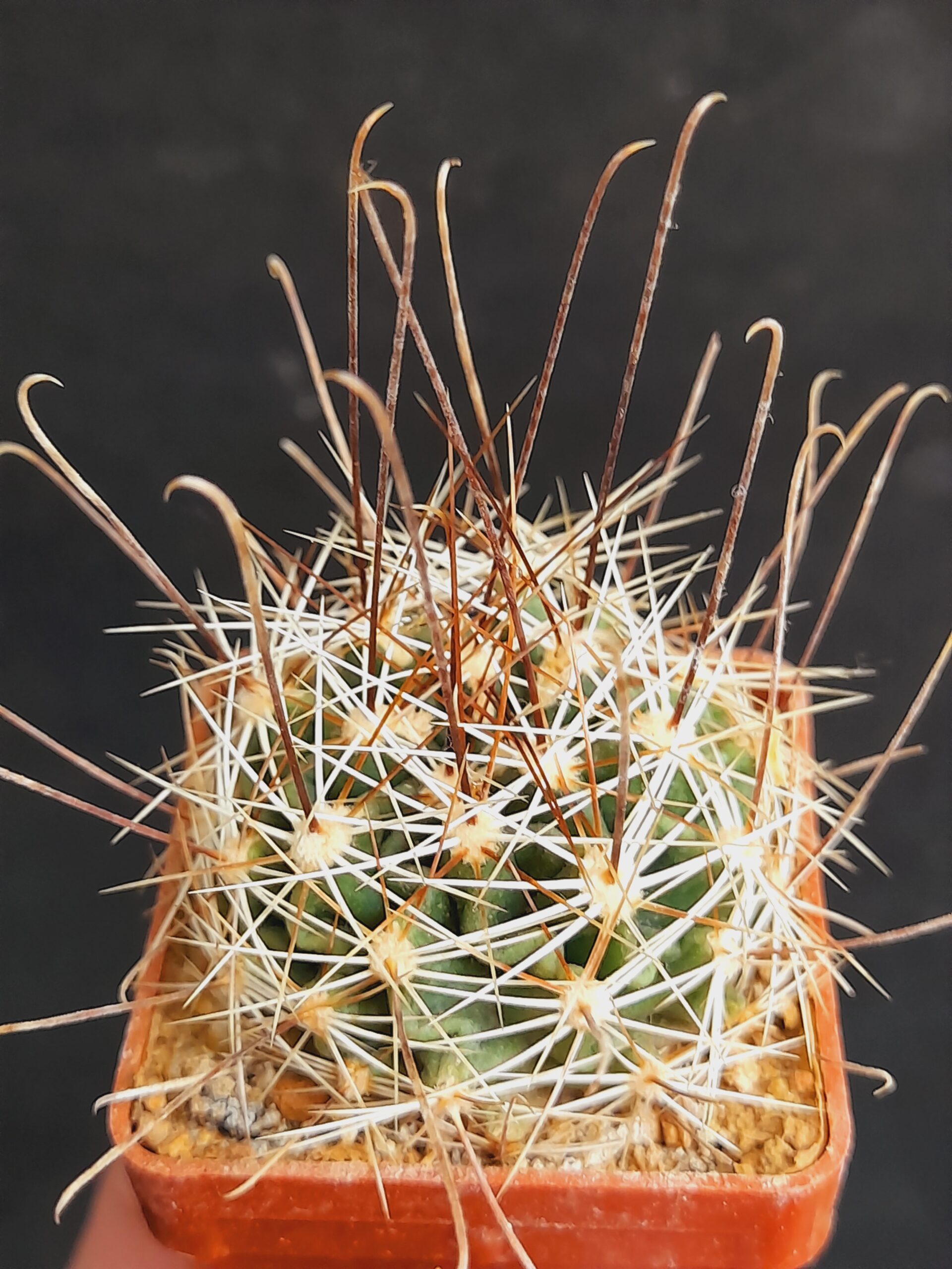 Hamatocactus setispinus