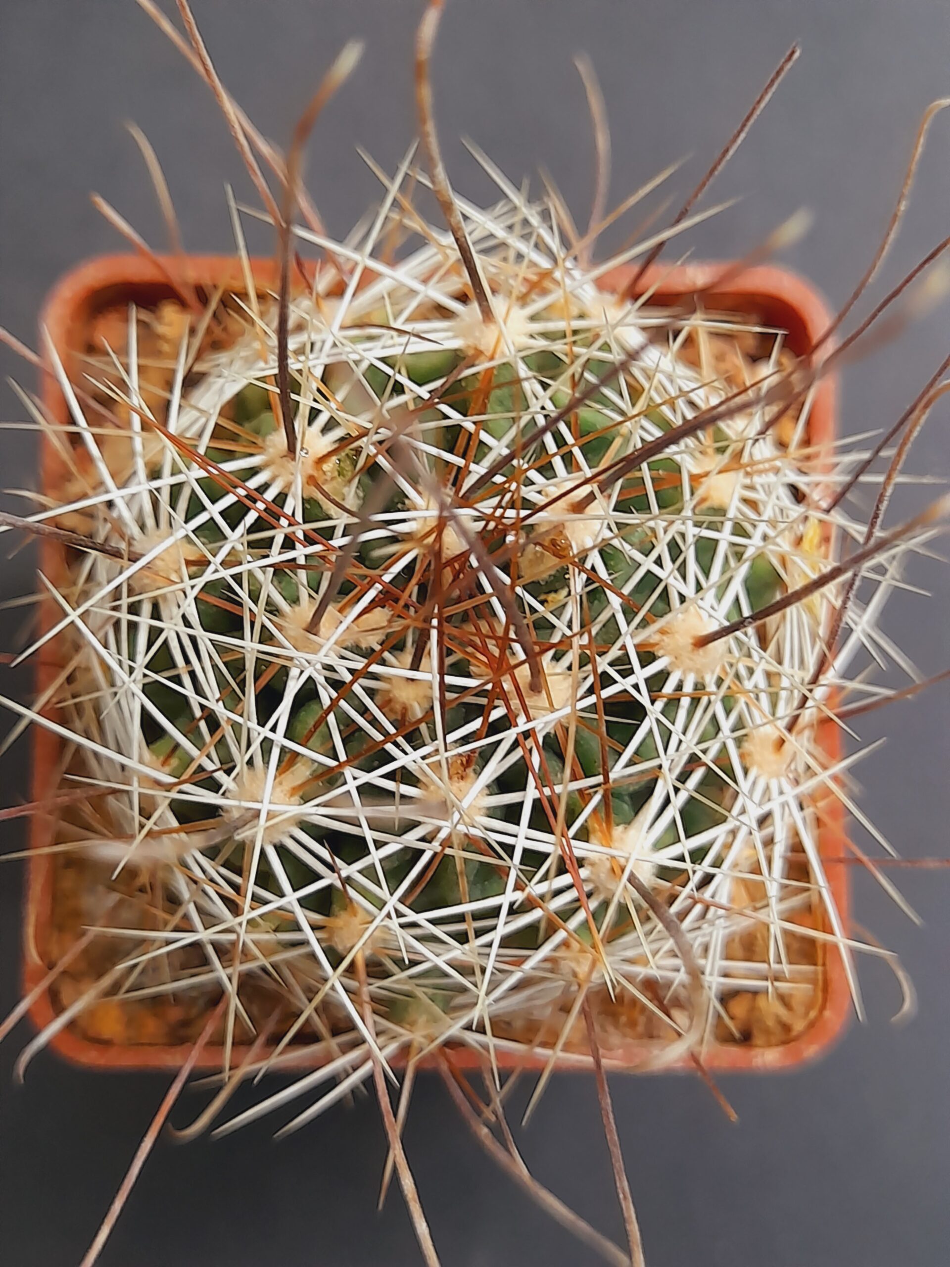 Hamatocactus setispinus - Image 4