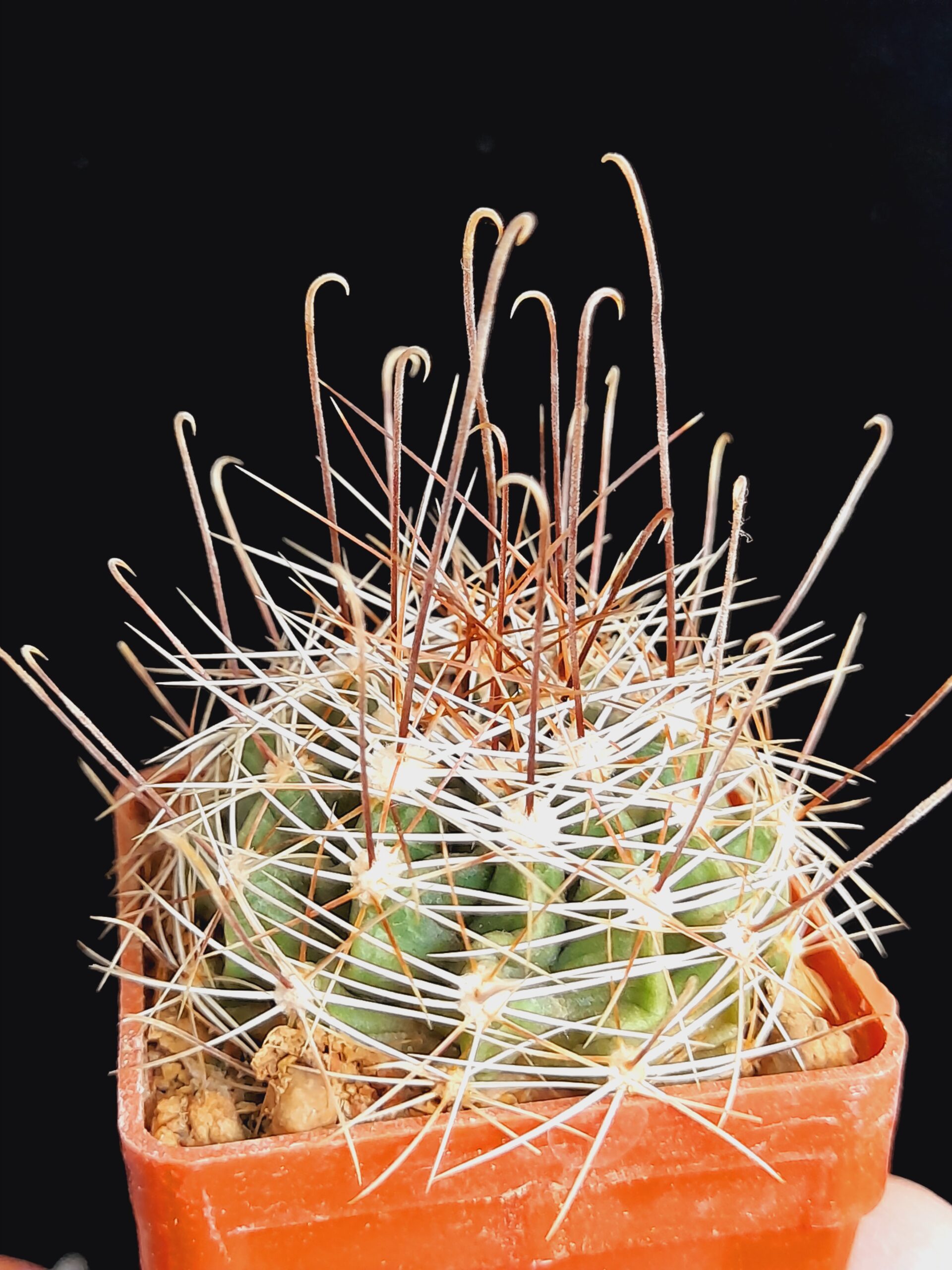 Hamatocactus setispinus - Image 5