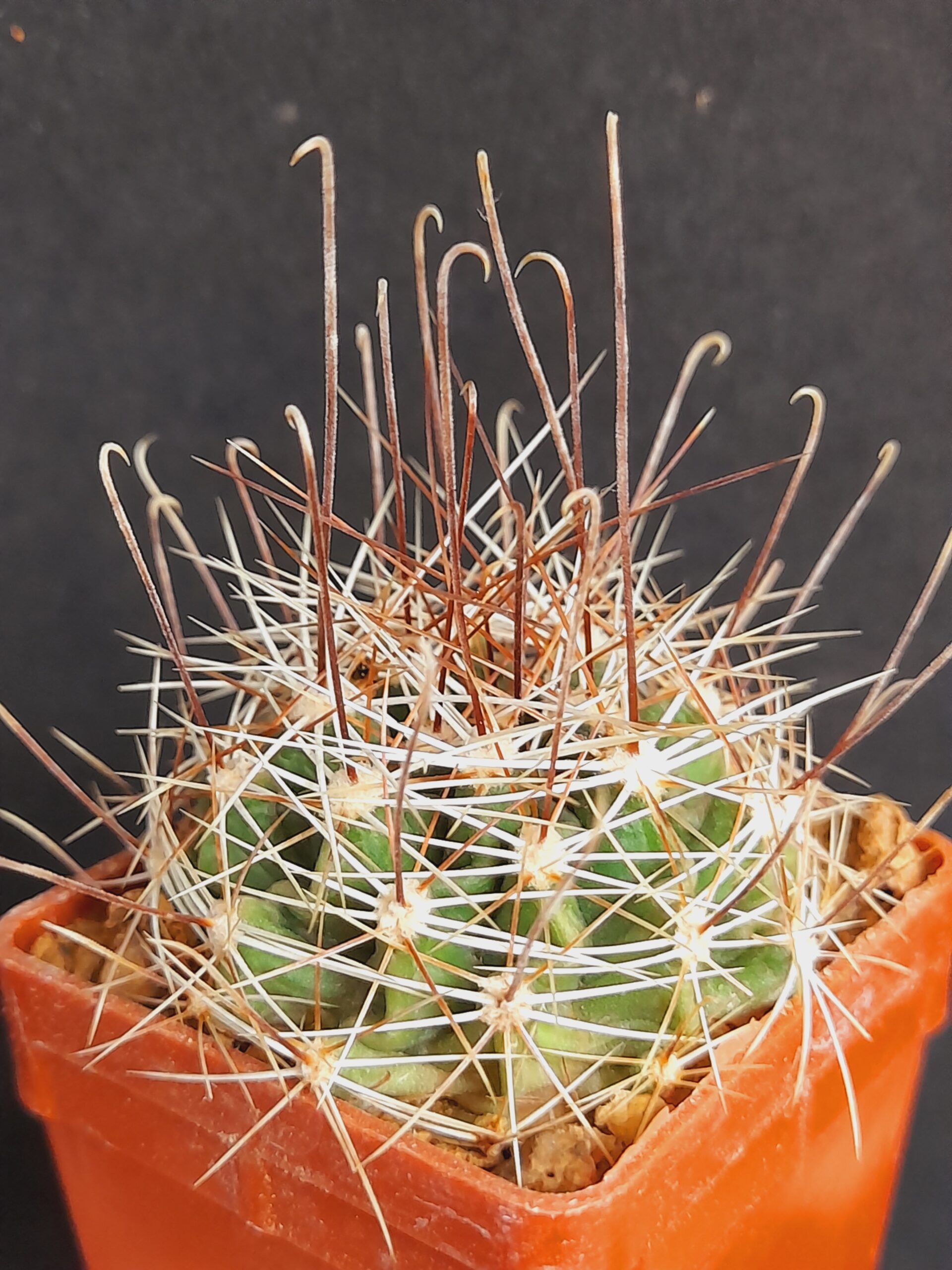 Hamatocactus setispinus - Image 6