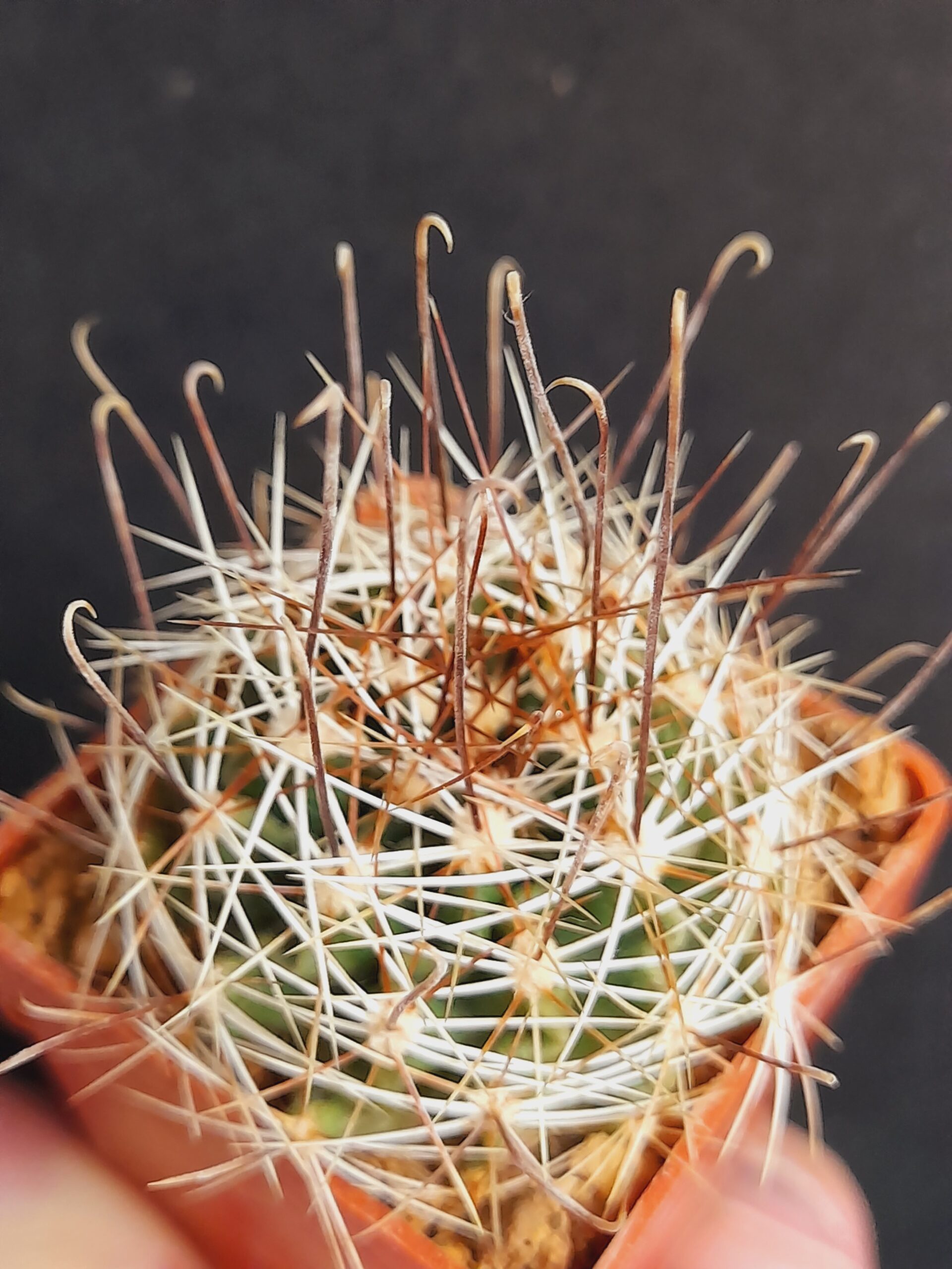 Hamatocactus setispinus - Image 7