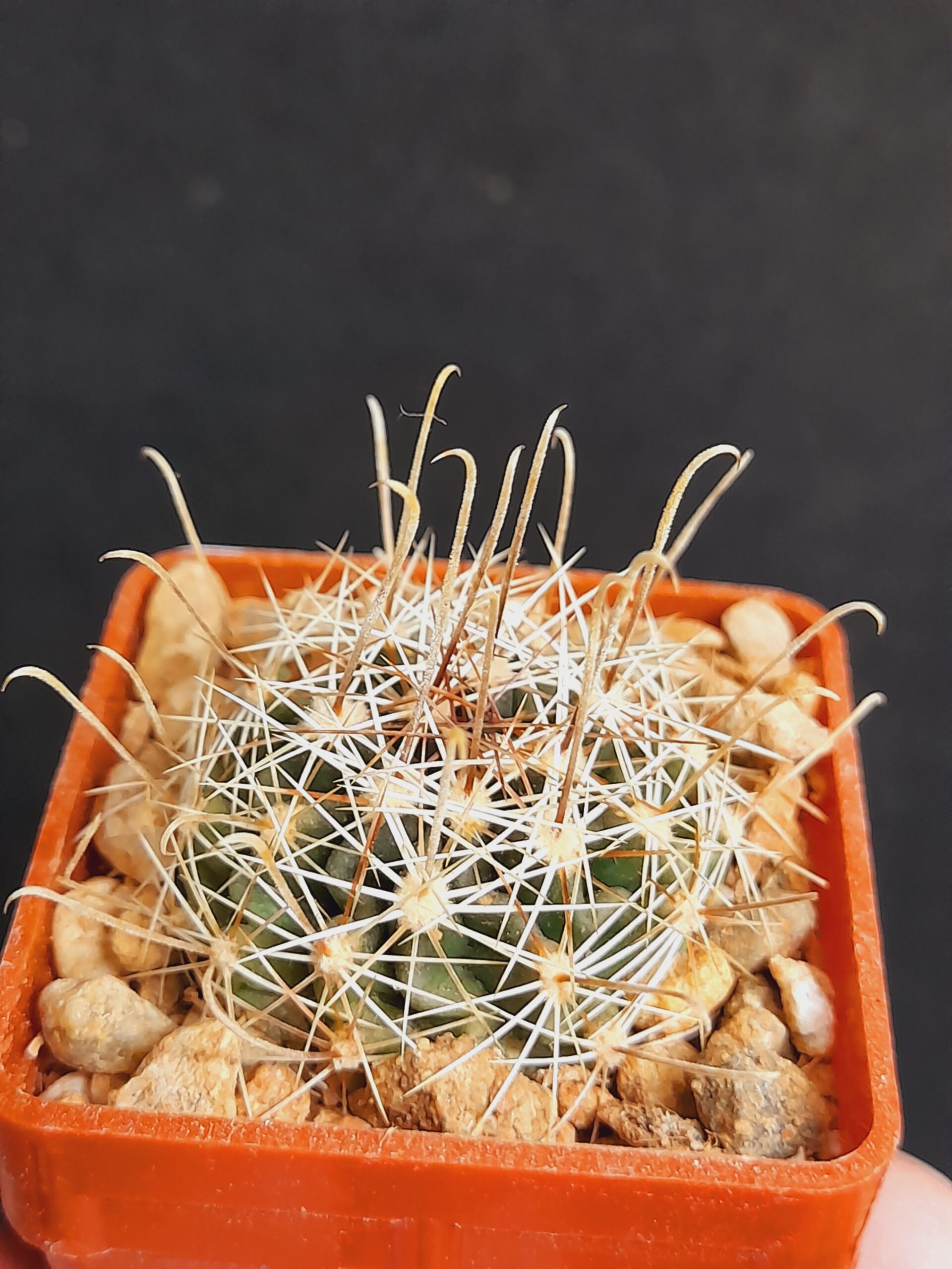 Hamatocactus setispinus - Image 8