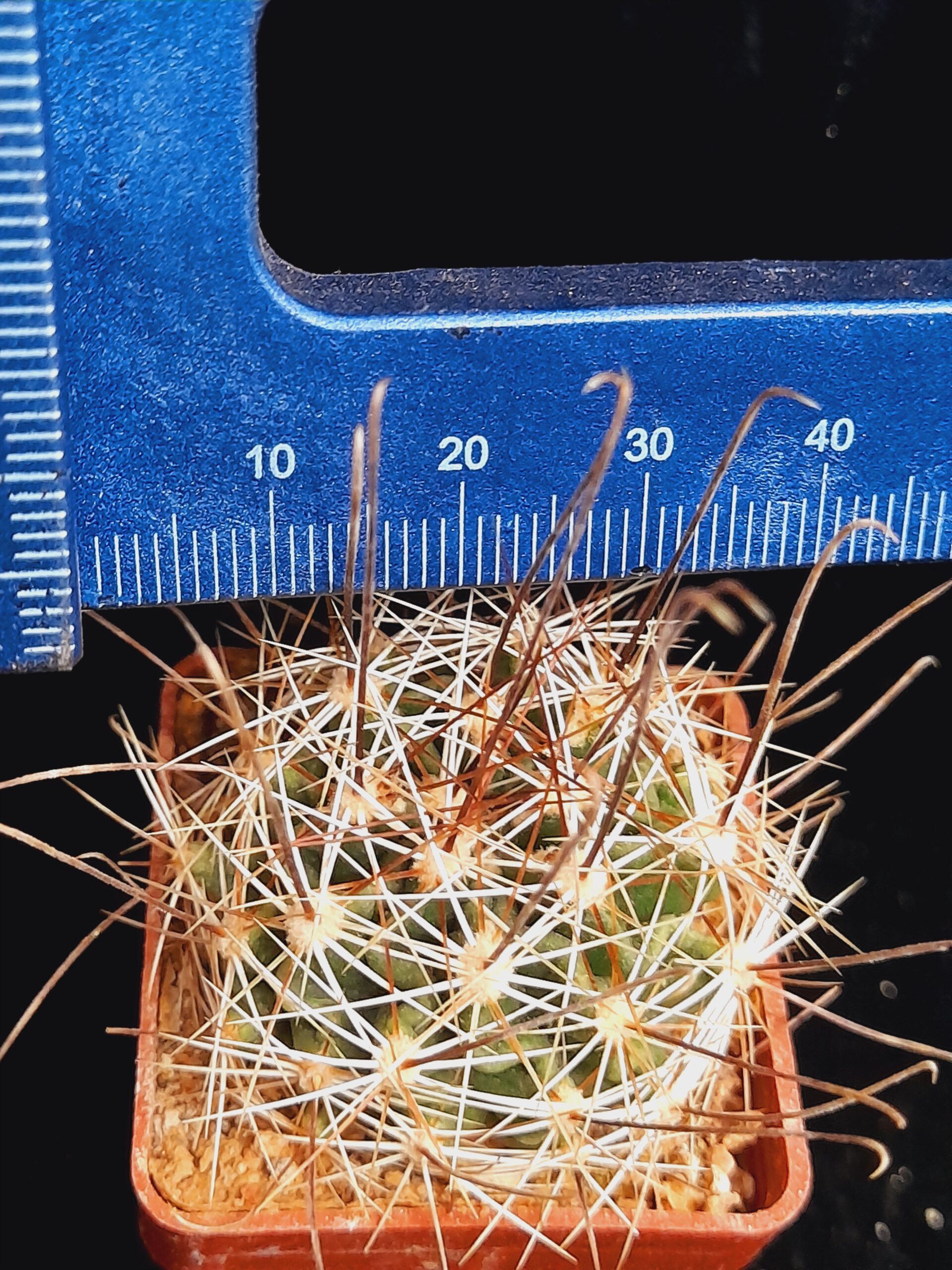 Hamatocactus setispinus - Image 9