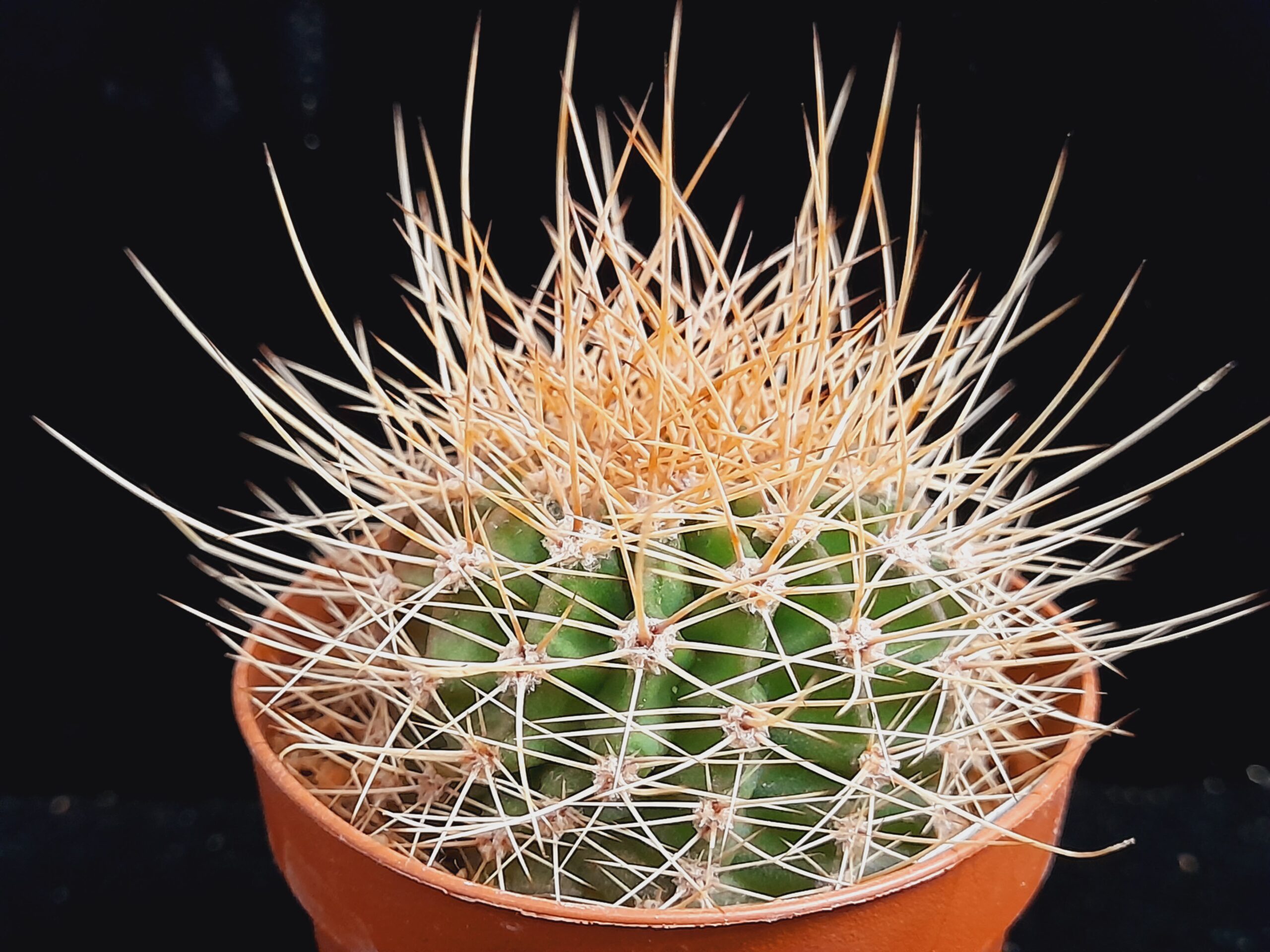 Acanthocalycium violaceum - Image 2