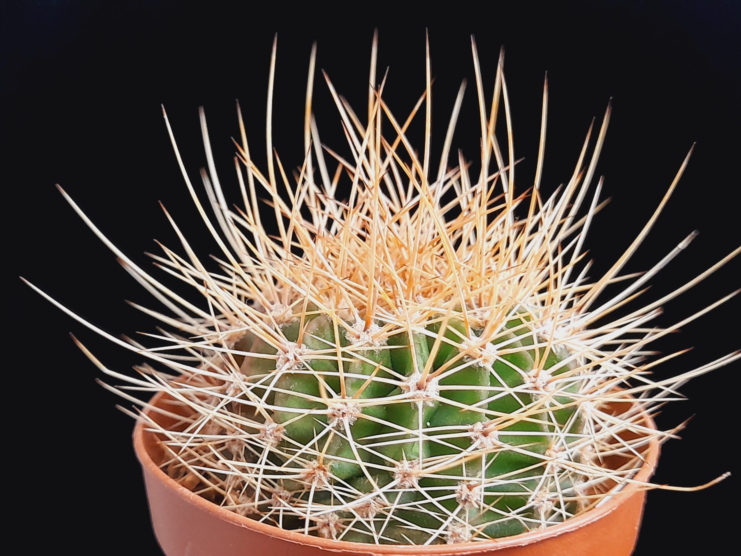 Acanthocalycium violaceum - Image 3
