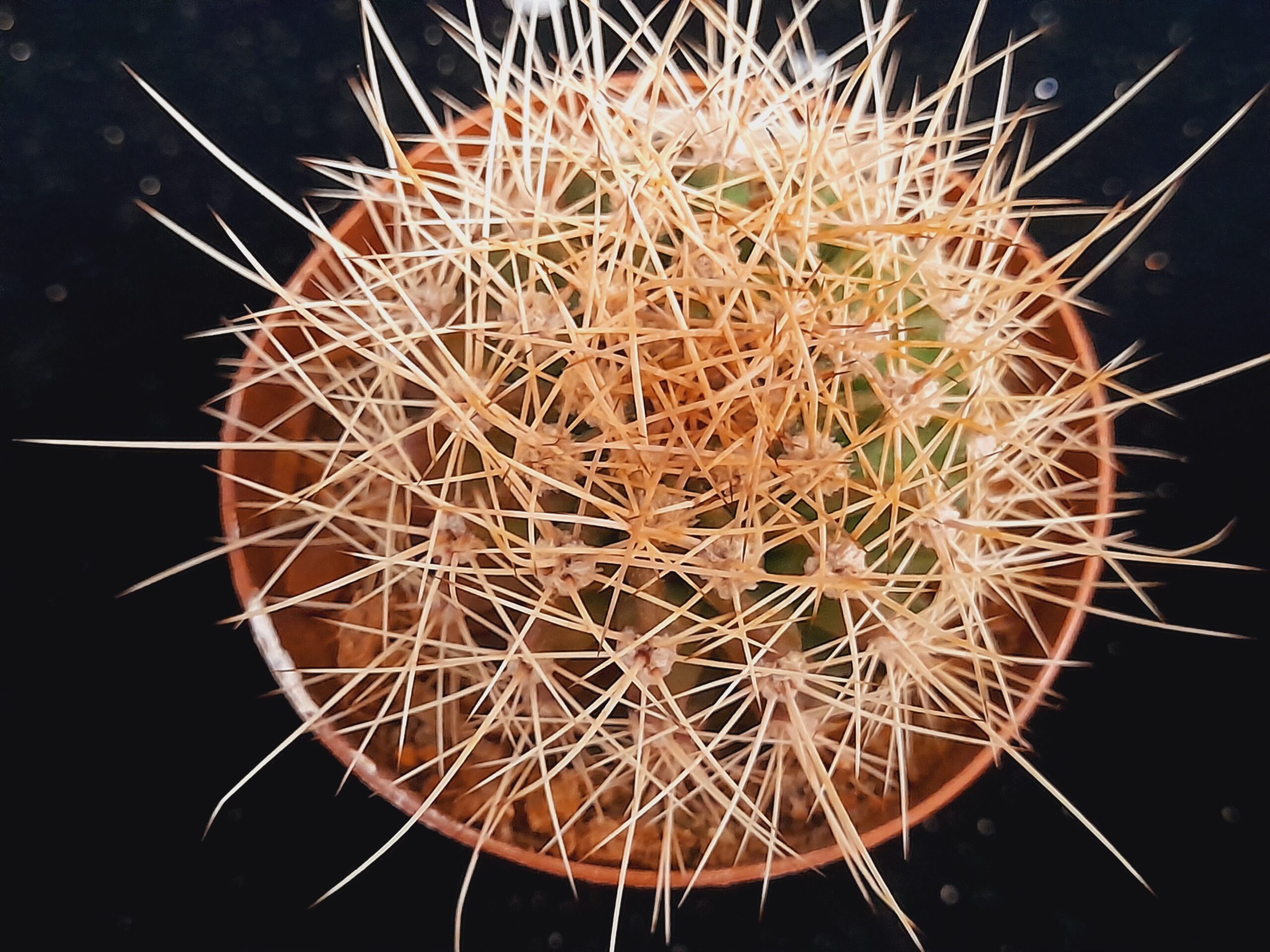 Acanthocalycium violaceum - Image 4