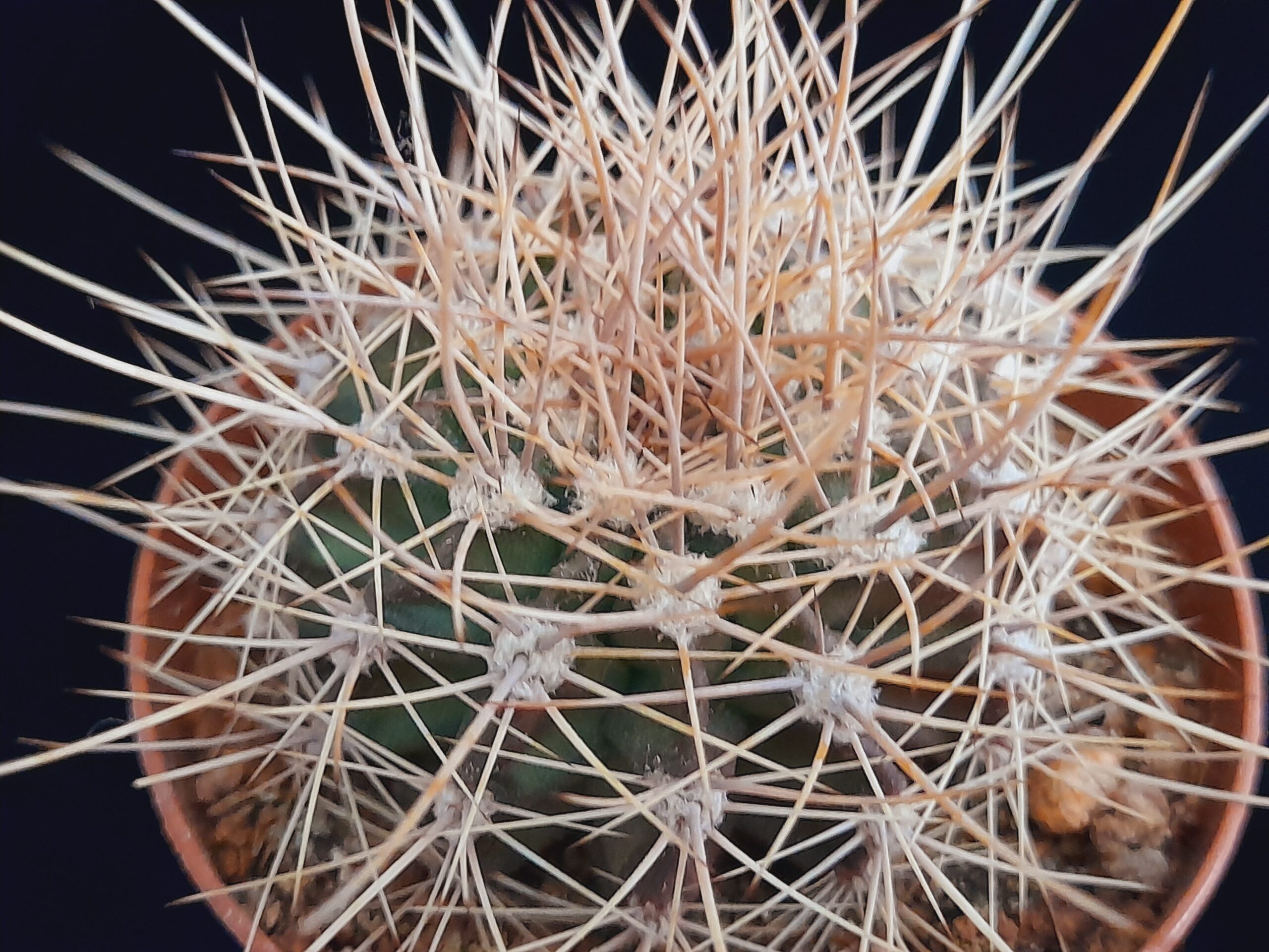 Acanthocalycium violaceum - Image 5