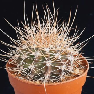 Acanthocalycium violaceum