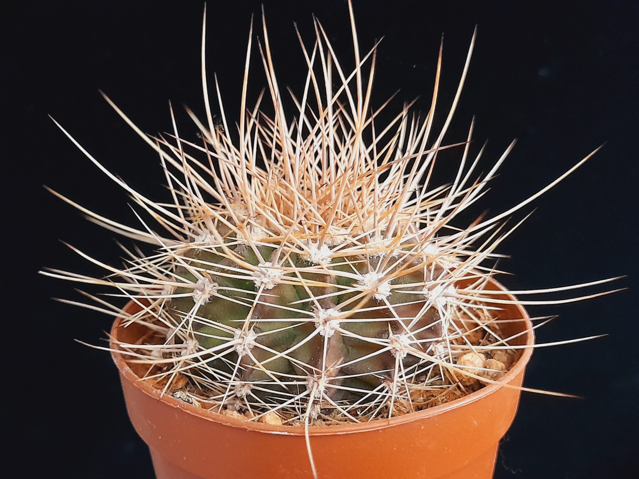 Acanthocalycium violaceum