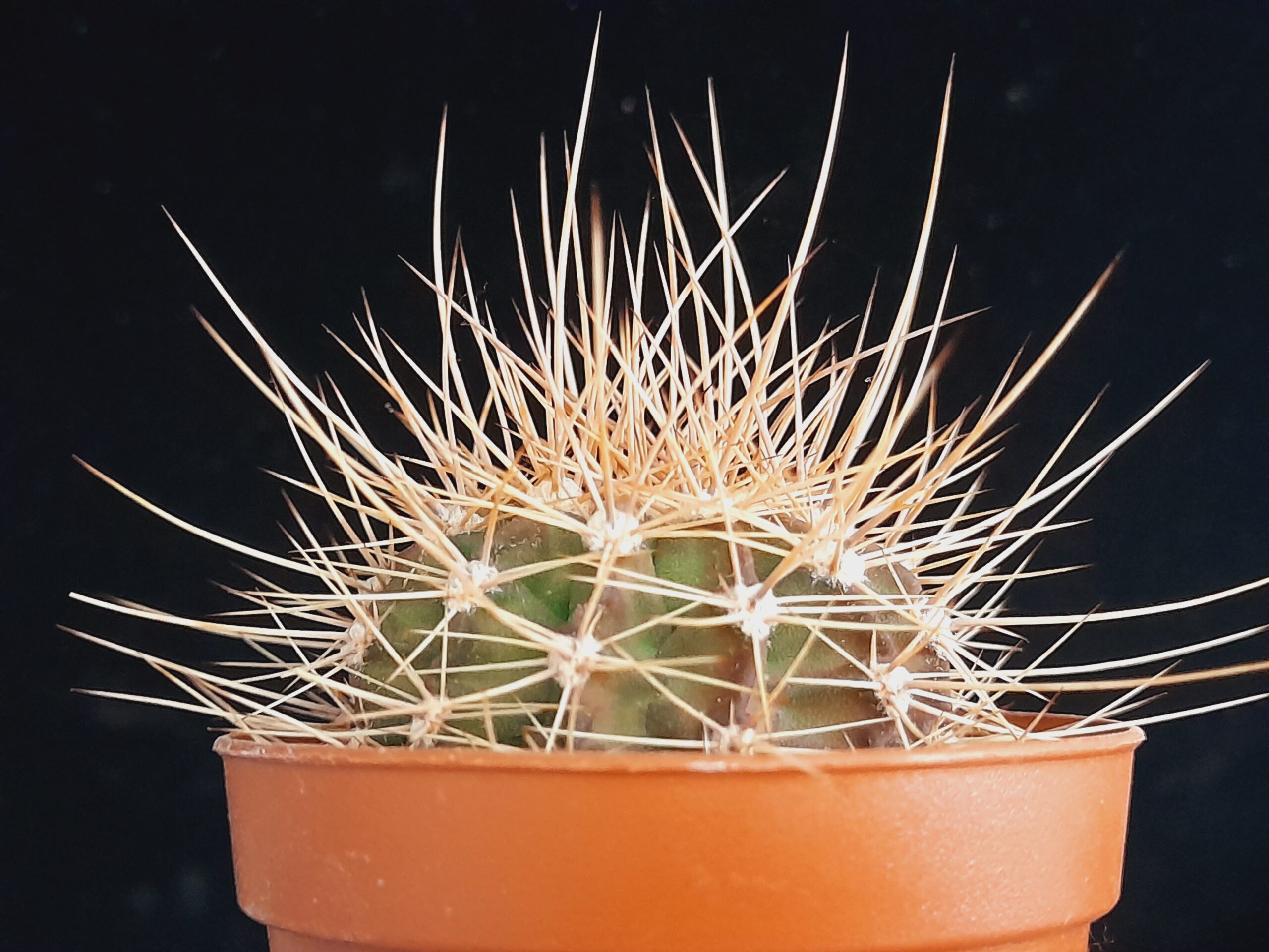 Acanthocalycium violaceum - Image 7