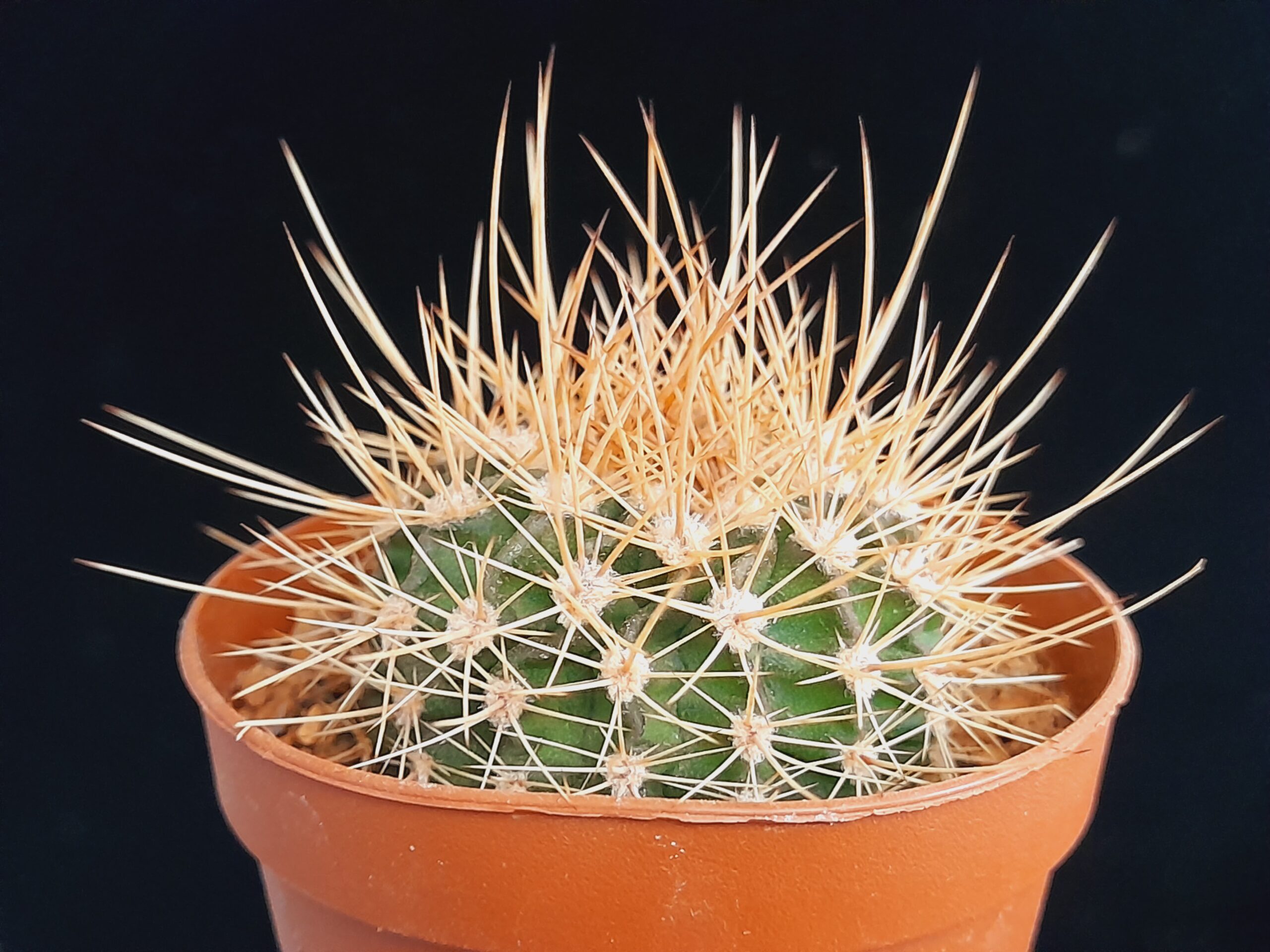 Acanthocalycium violaceum - Image 9