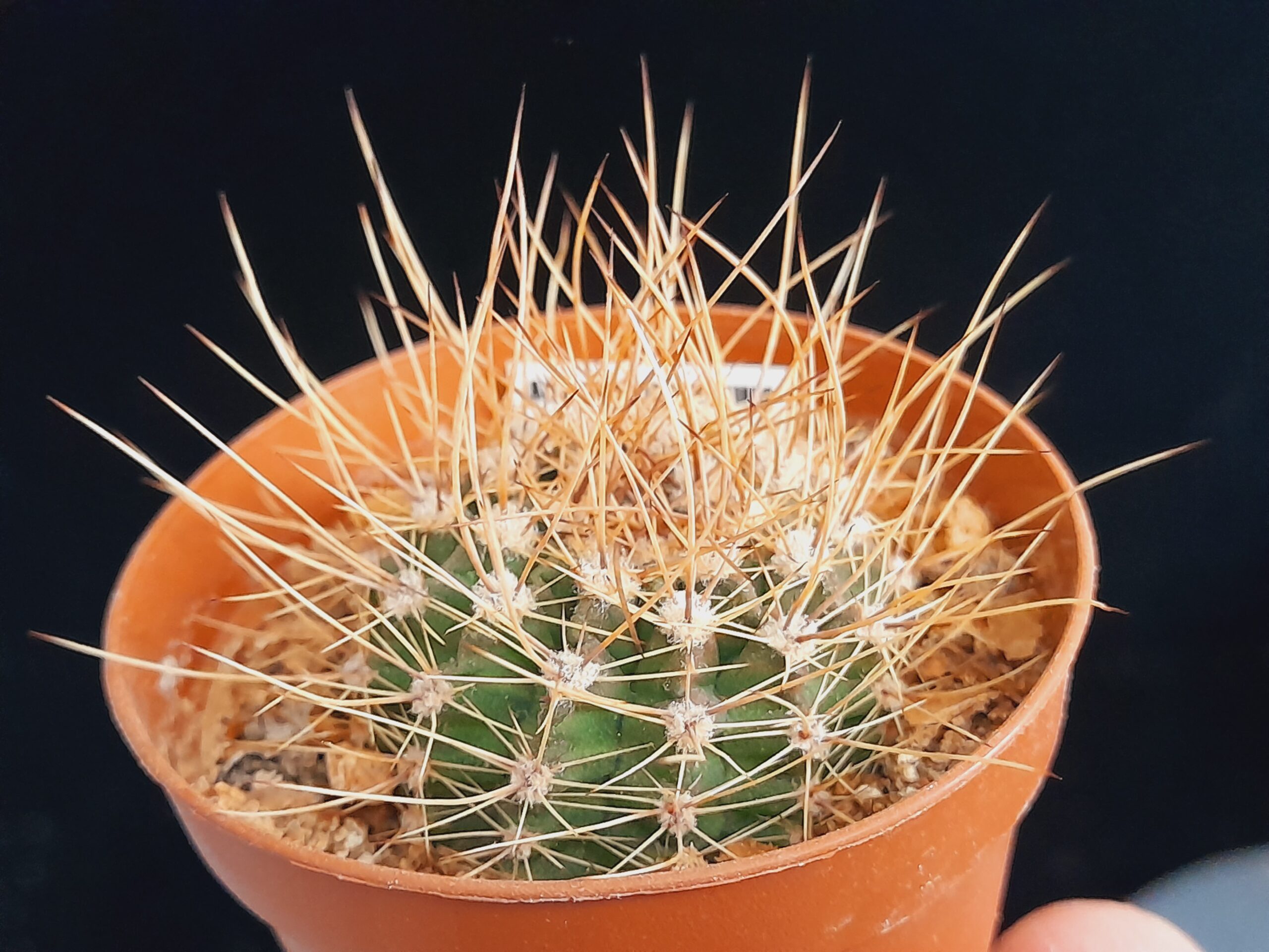 Acanthocalycium violaceum - Image 11