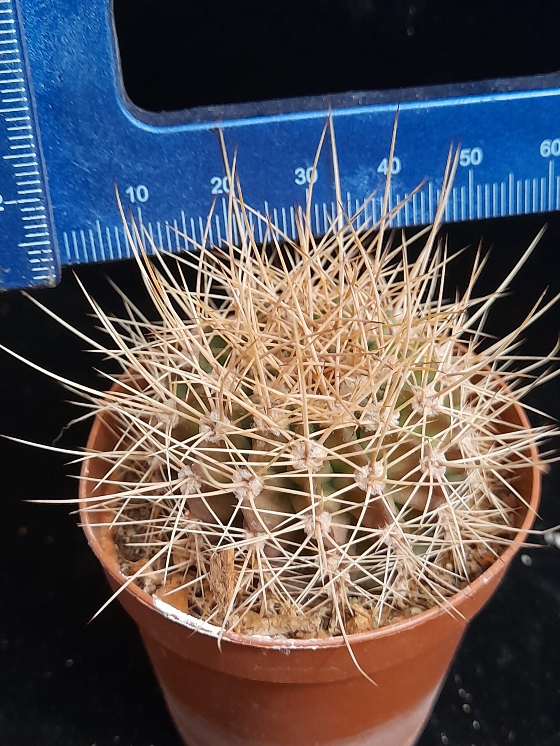 Acanthocalycium violaceum - Image 13