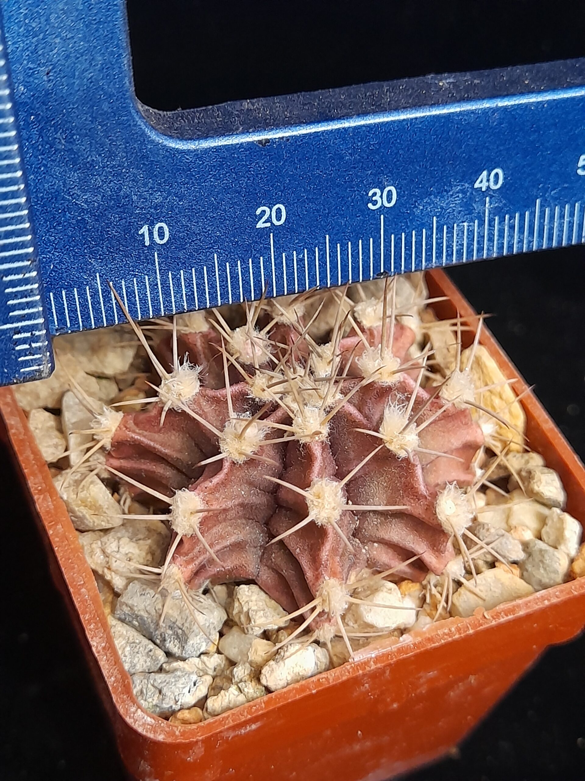 Gymnocalycium mihanovichii - Image 8