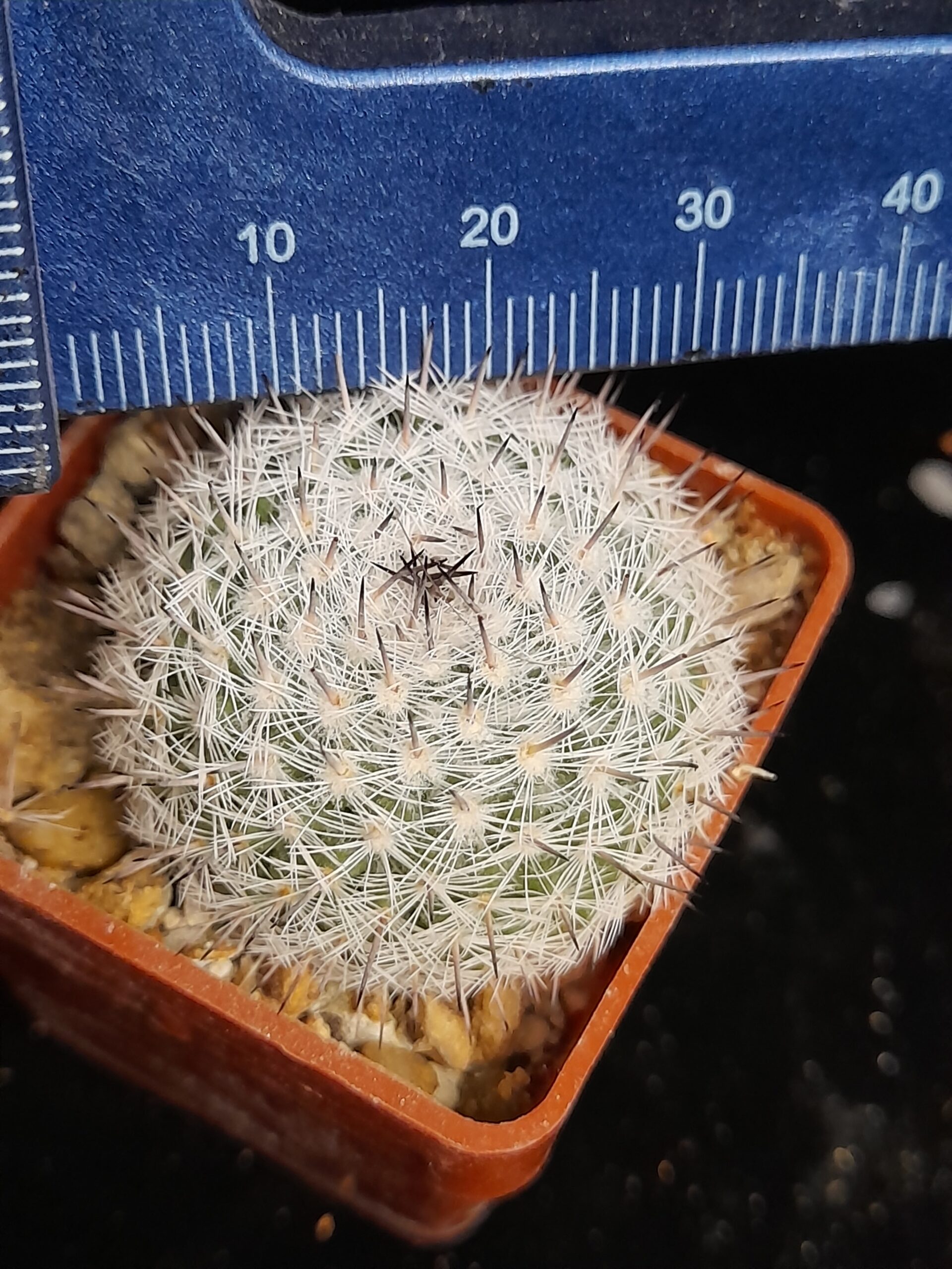 Mammillaria chionocephala - Image 6