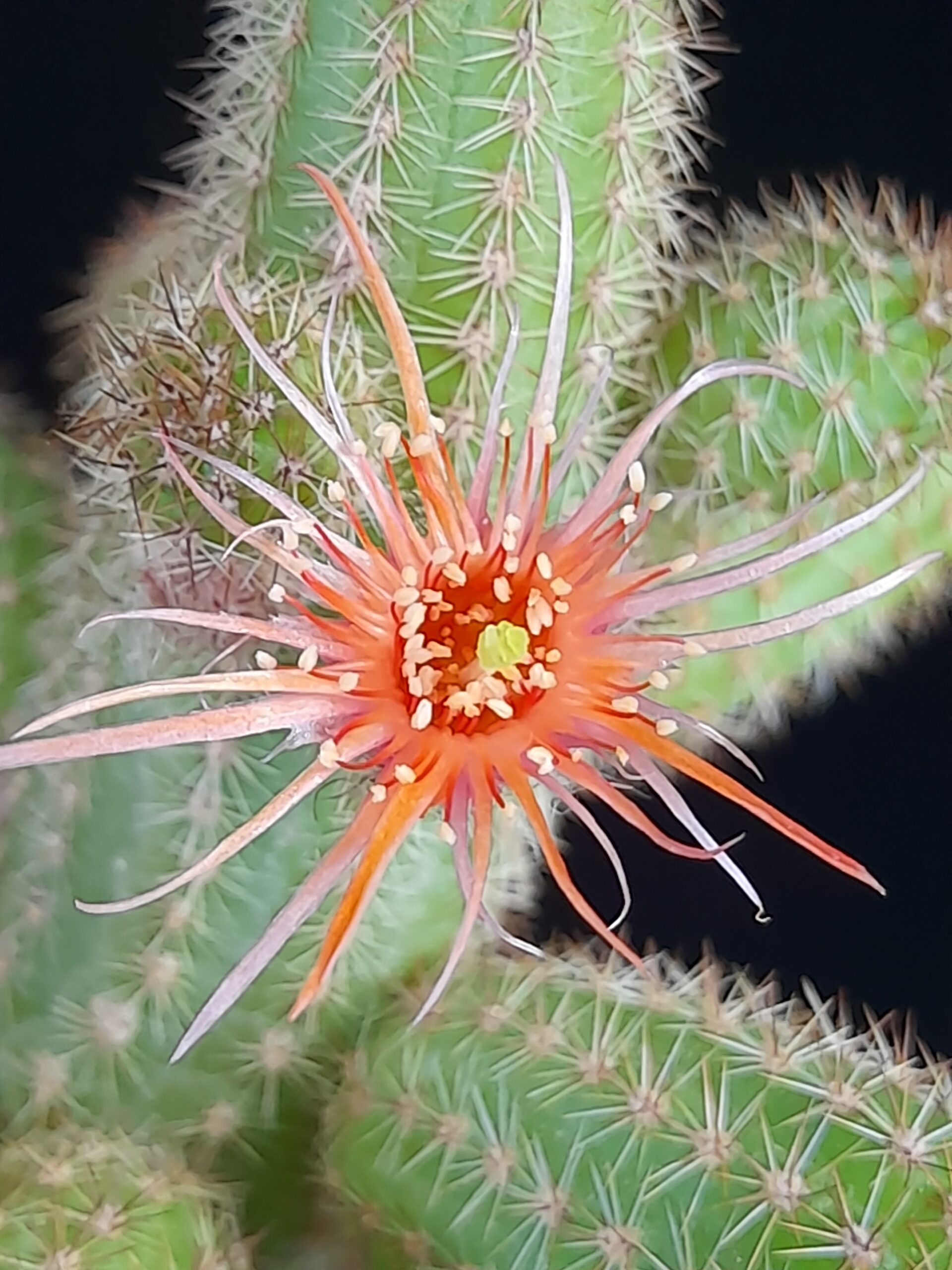 Chamaecereus cv. thread petals - Image 2