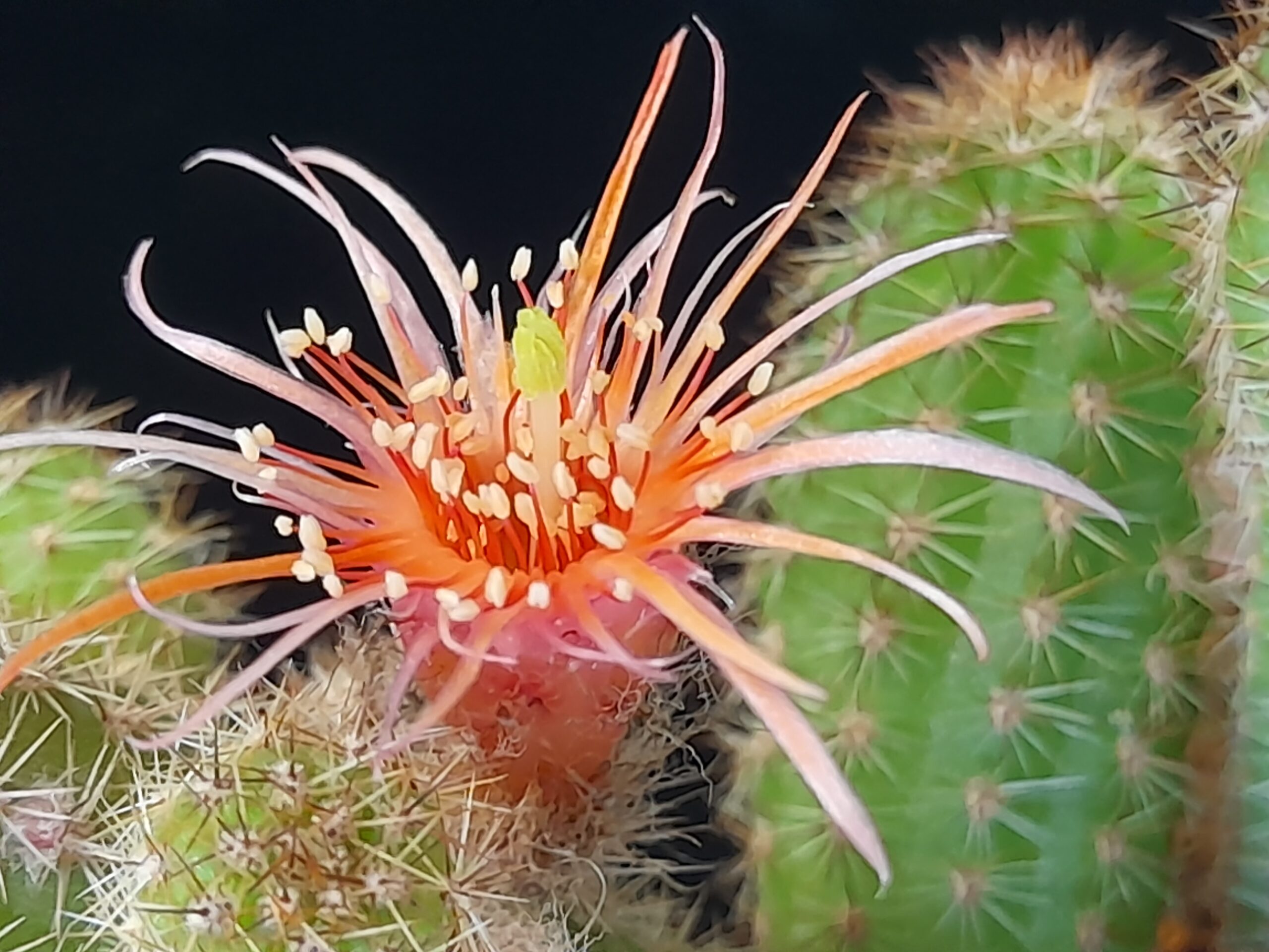 Chamaecereus cv. thread petals - Image 3