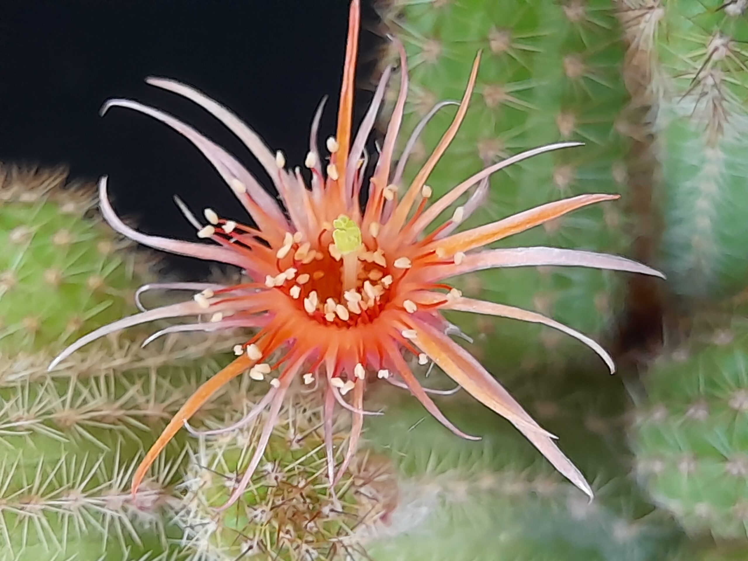 Chamaecereus cv. thread petals - Image 4