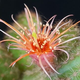 Chamaecereus cv. thread petals