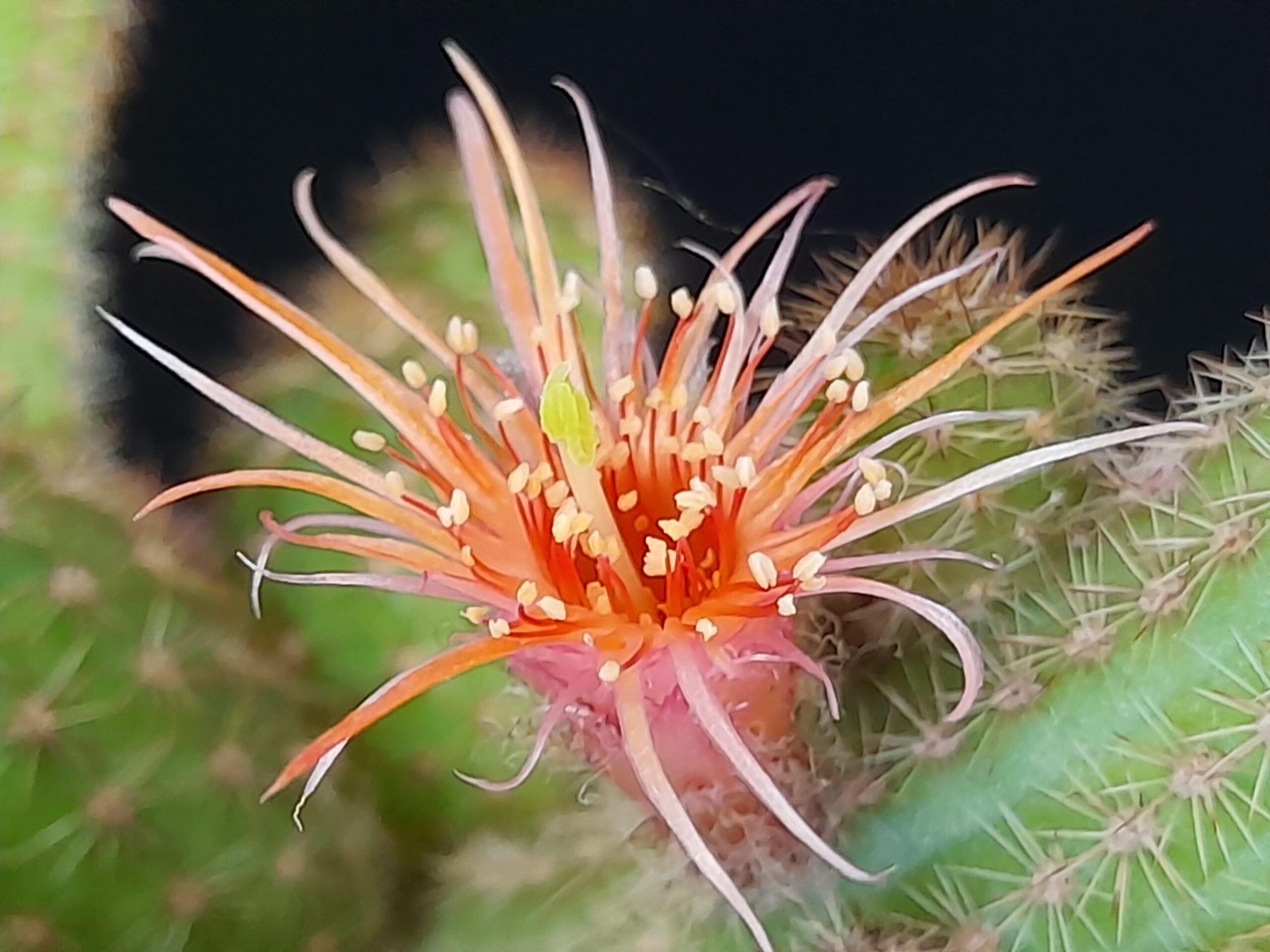 Chamaecereus cv. thread petals