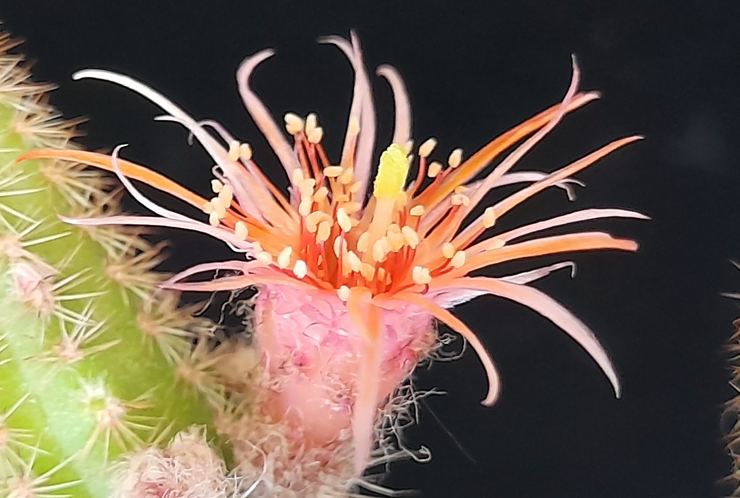 Chamaecereus cv. thread petals - Image 6