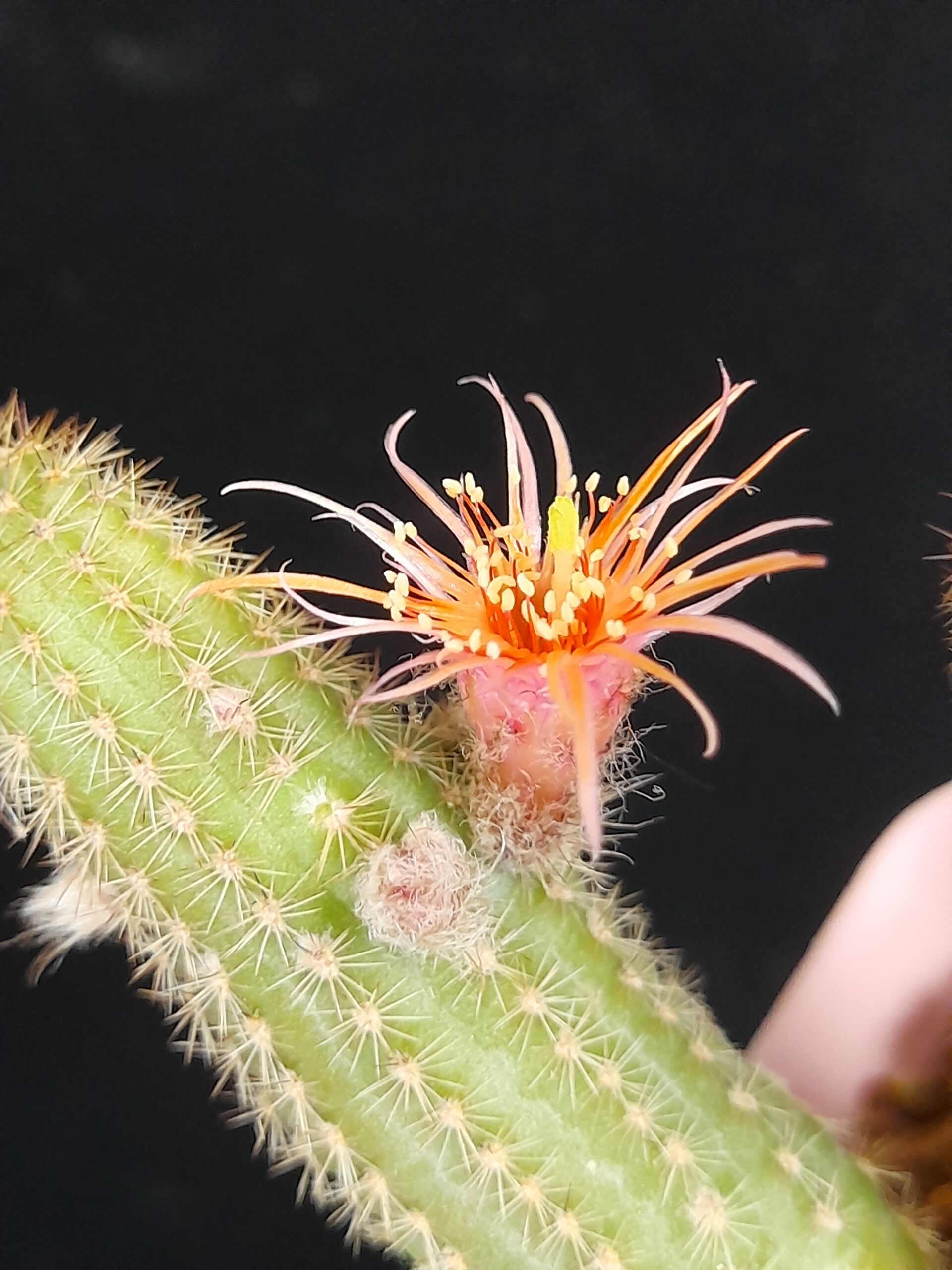 Chamaecereus cv. thread petals - Image 7