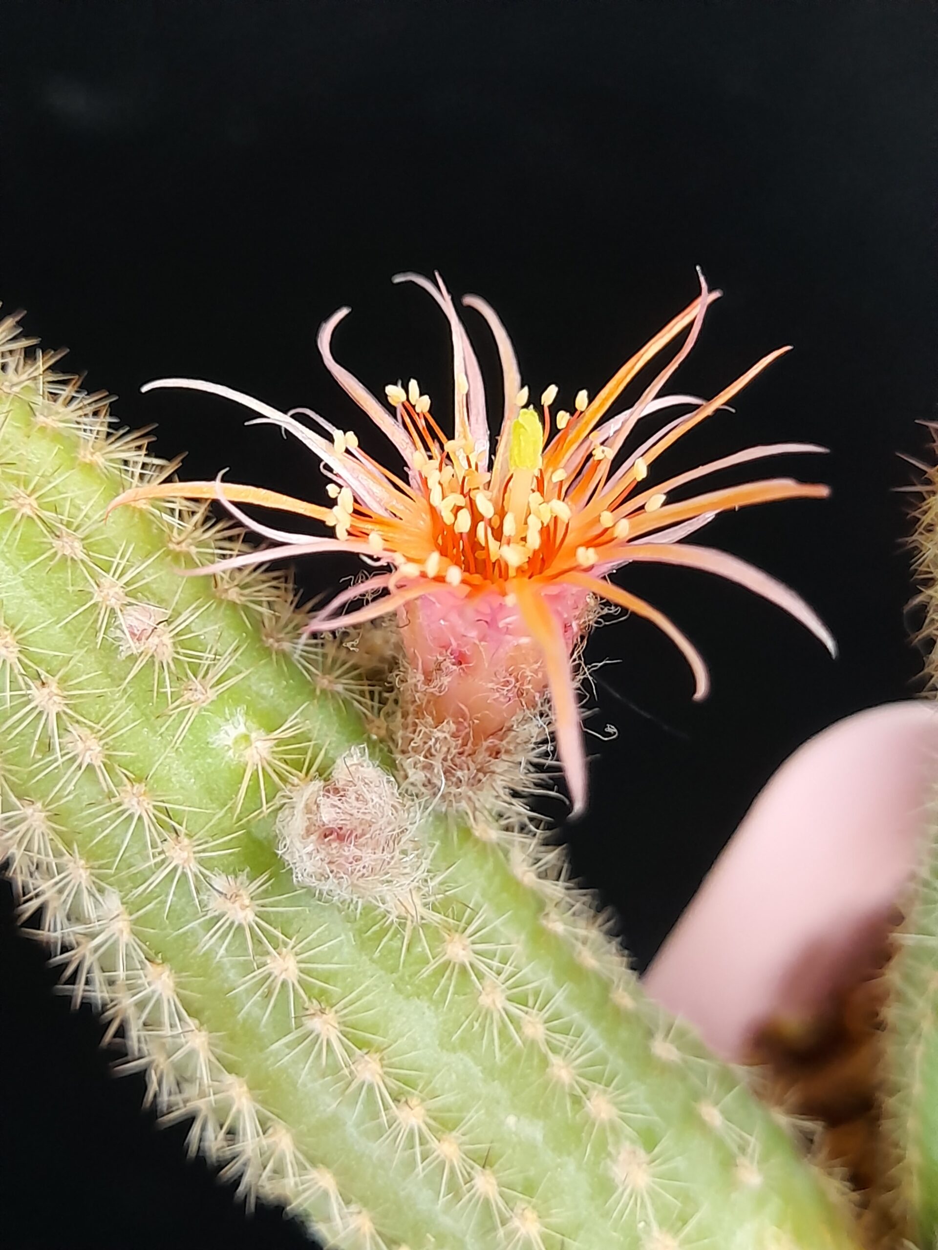 Chamaecereus cv. thread petals - Image 8