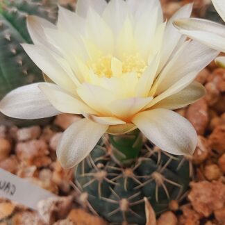 Gymnocalycium hybr. ANPAUL