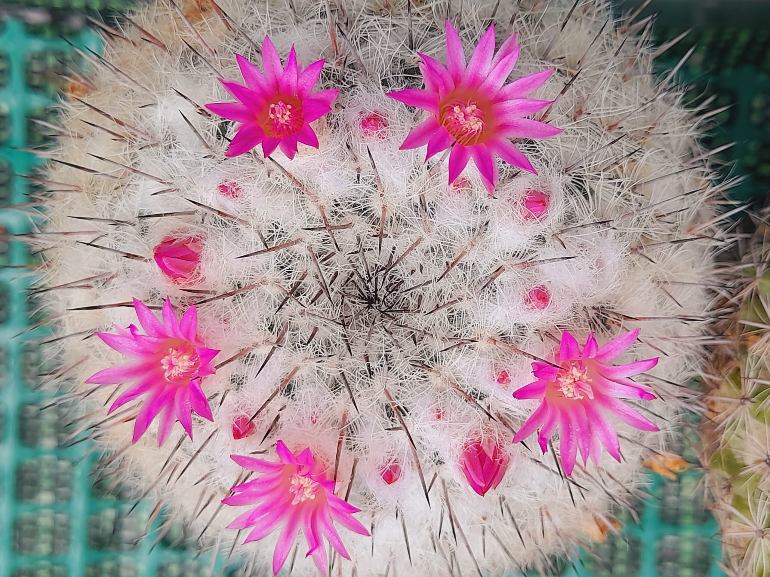 Mammillaria chionocephala - Image 9