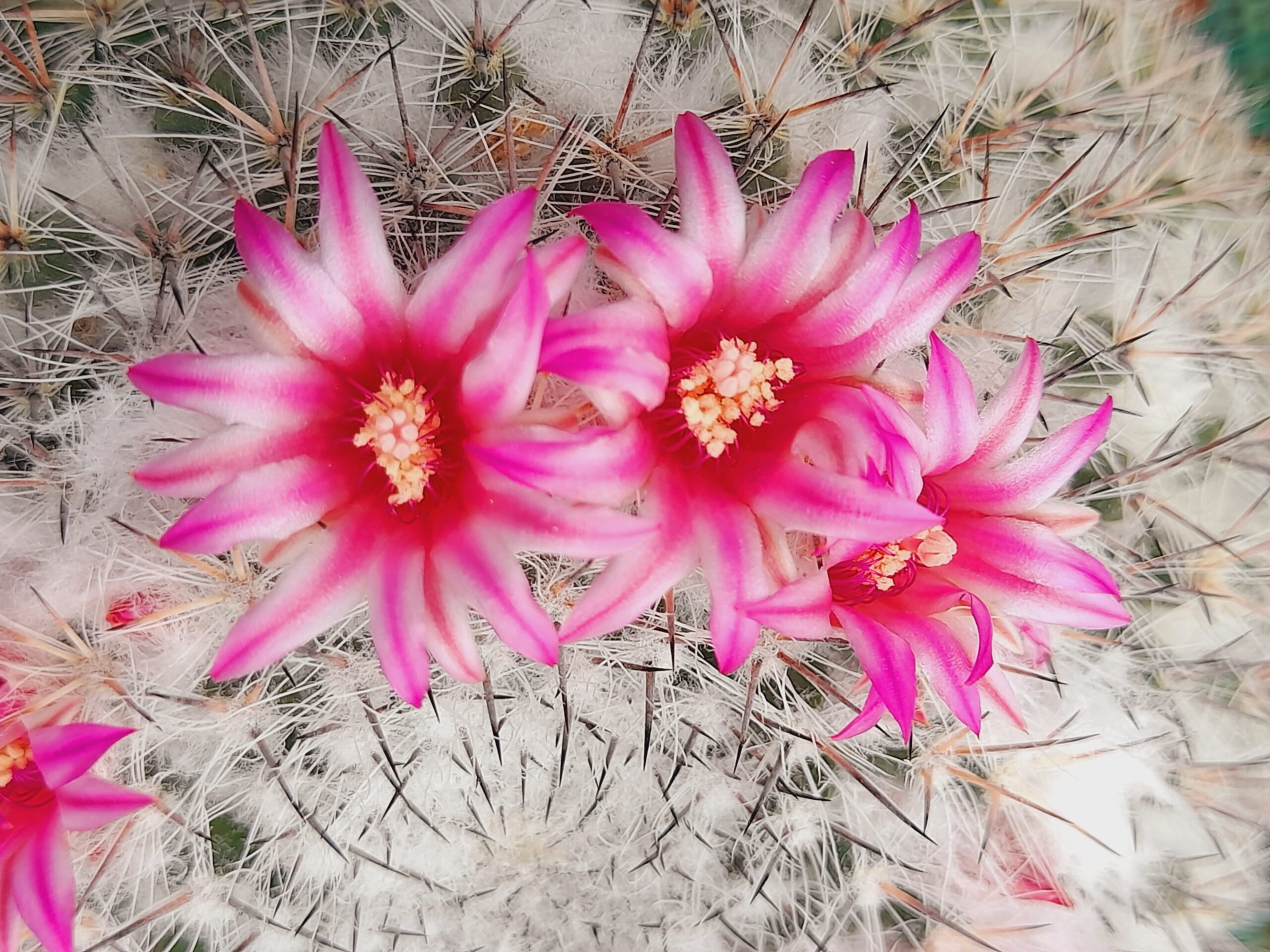 Mammillaria chionocephala - Image 8