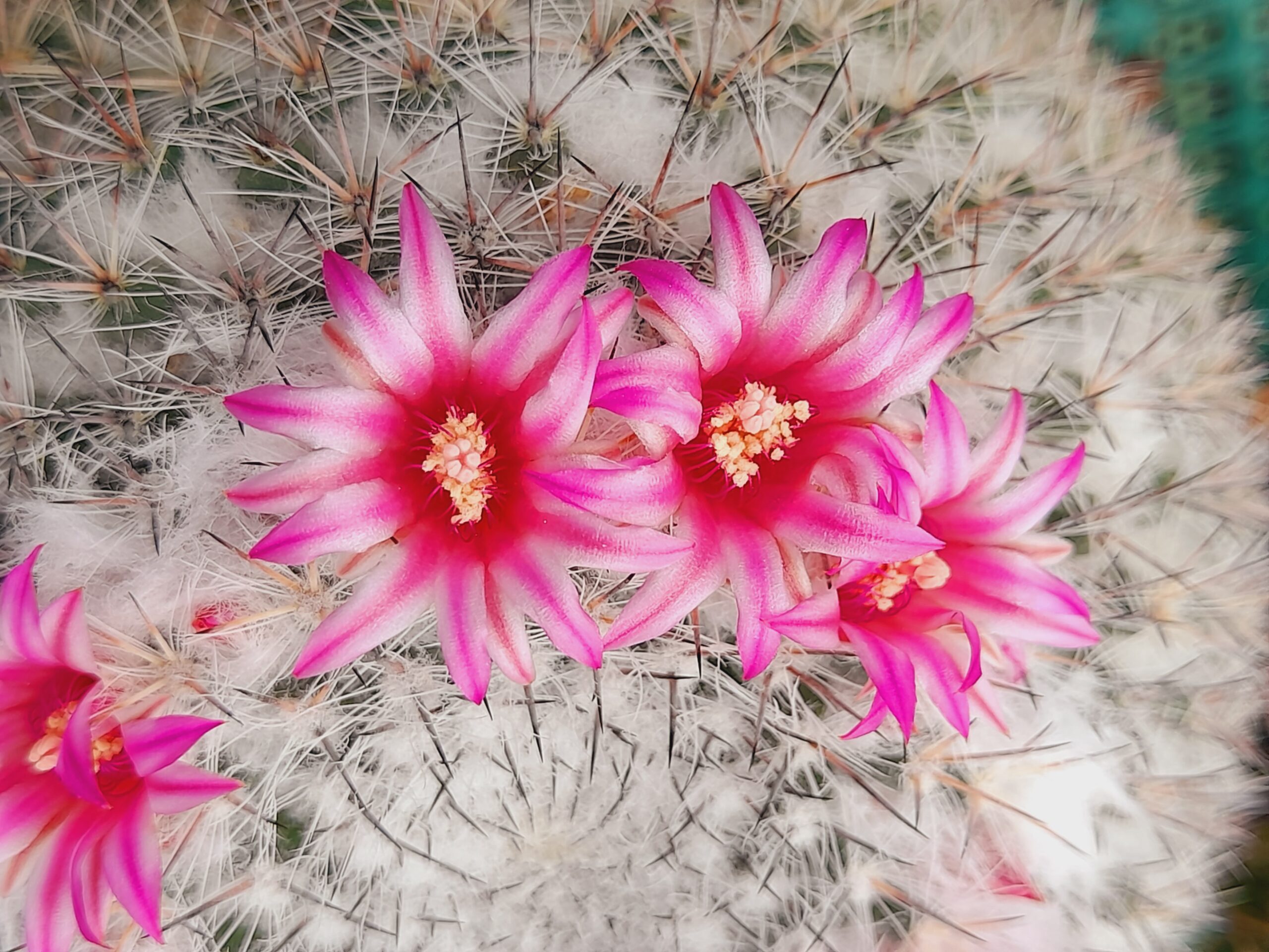 Mammillaria chionocephala - Image 7