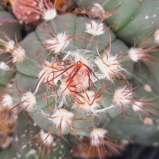 Astrophytum hybr. "SENAS"
