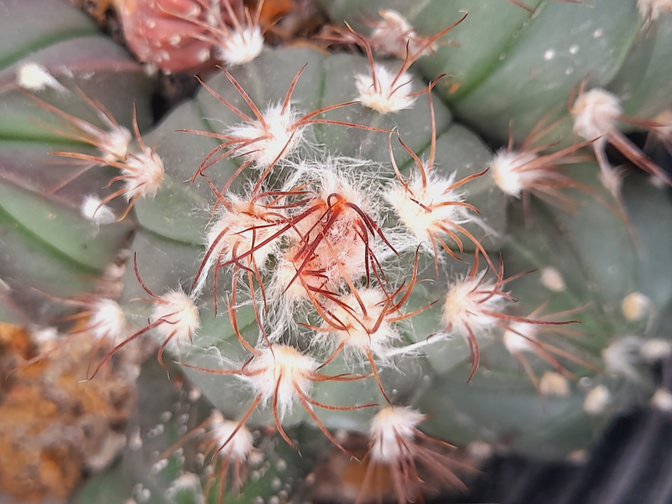 Astrophytum hybr. "SENAS" - Image 3
