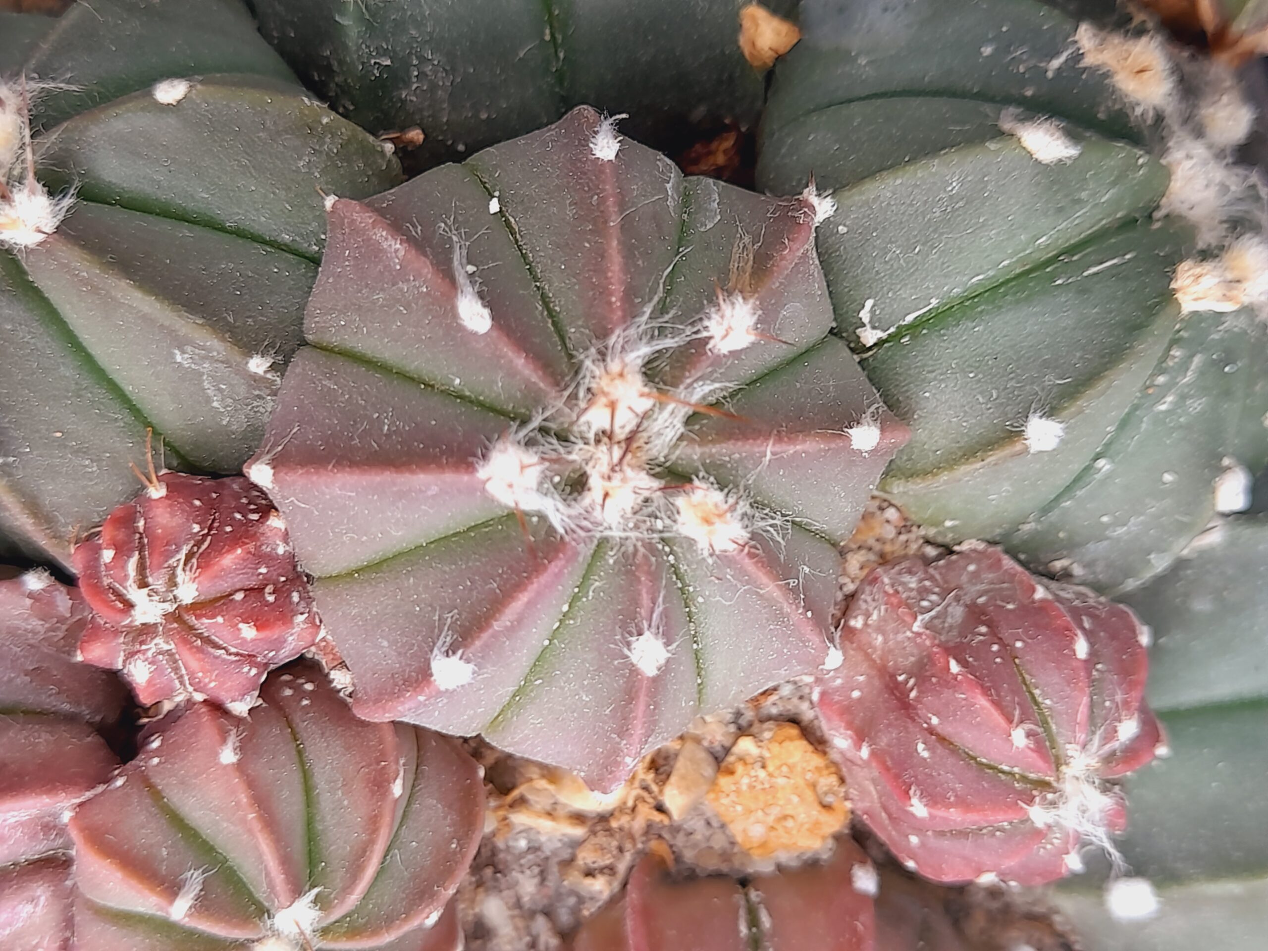 Astrophytum hybr. "SENAS" - Image 2