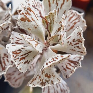 Kalanchoe rhombopilosa