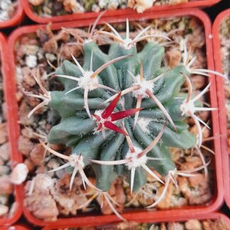 Stenocactus coptonogonus