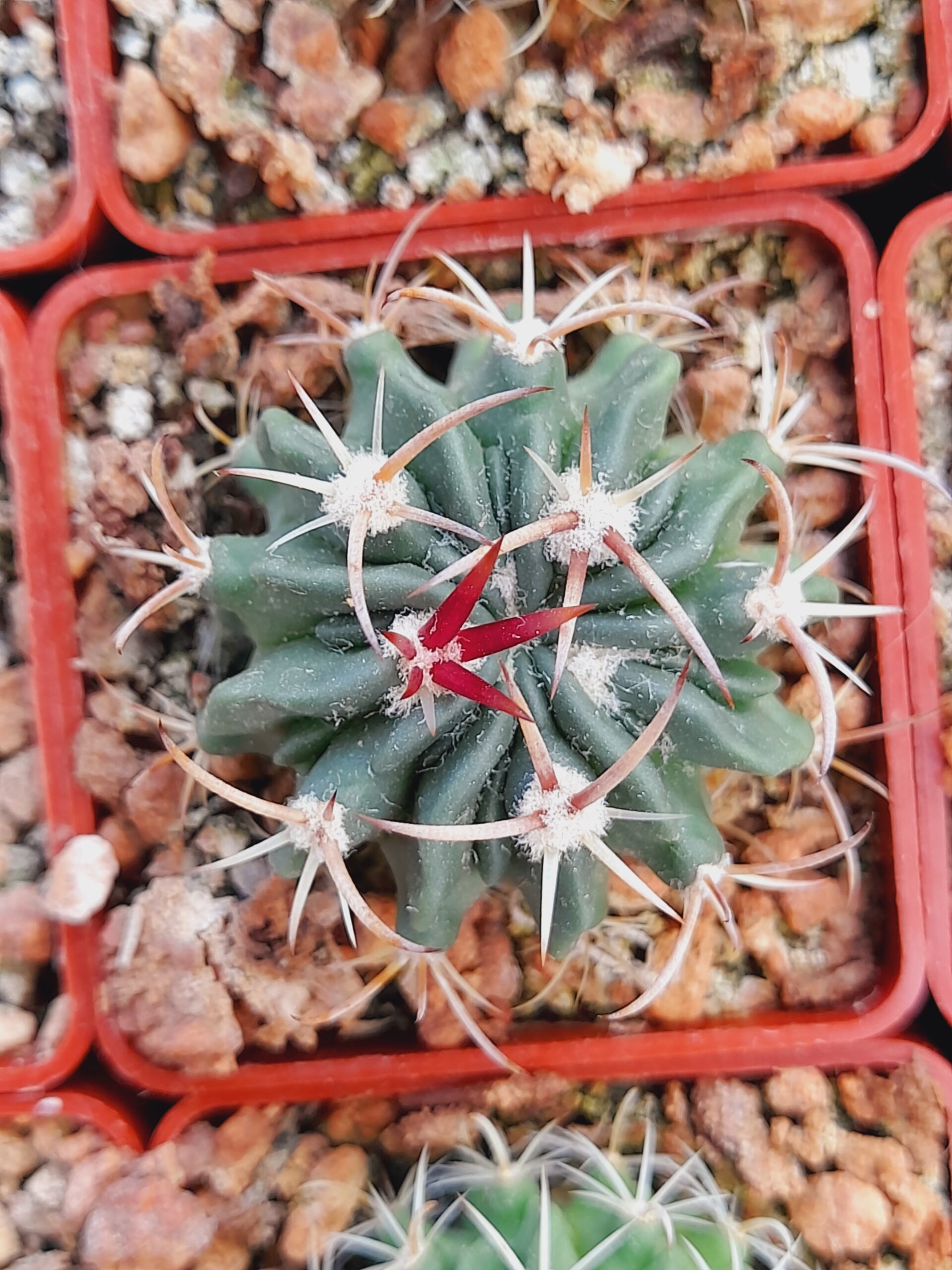 Stenocactus coptonogonus - Image 3