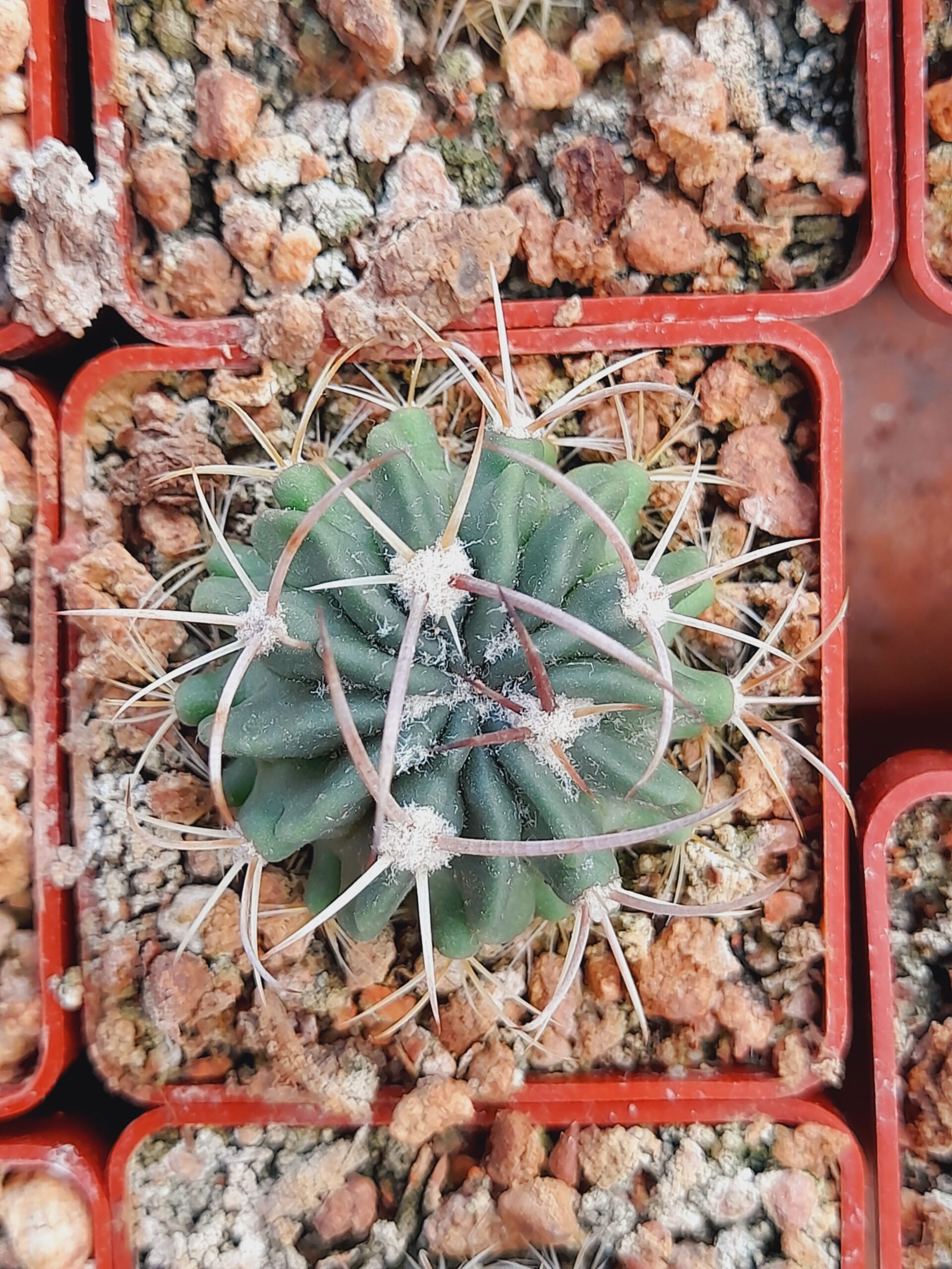 Stenocactus coptonogonus - Image 2