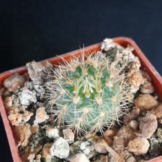 Frailea columbiana