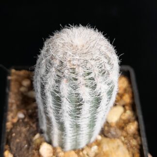 Lobivia albolanata