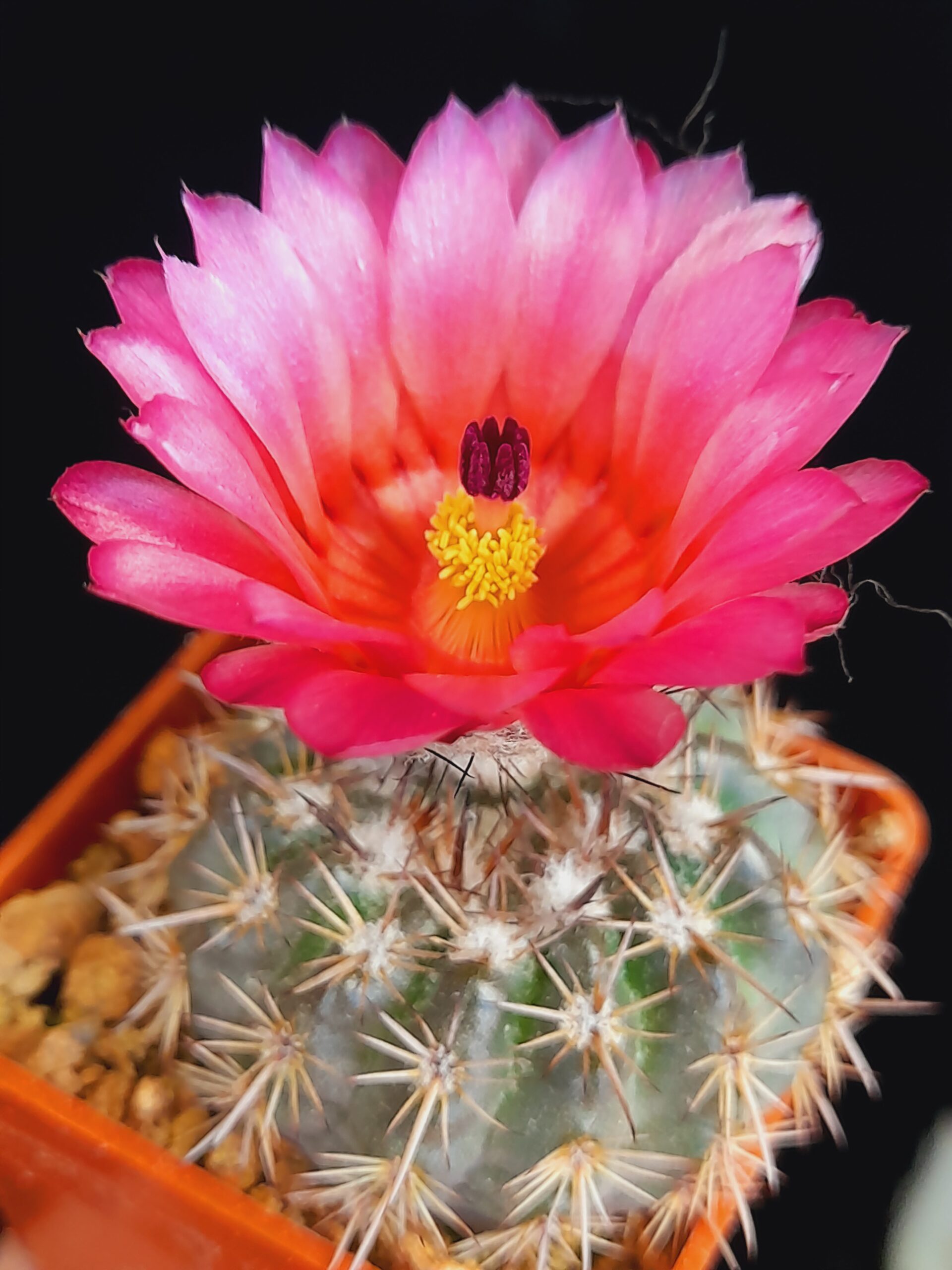 Notocactus mammulosus f. red flower - Image 2
