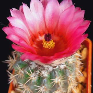 Notocactus mammulosus f. red flower