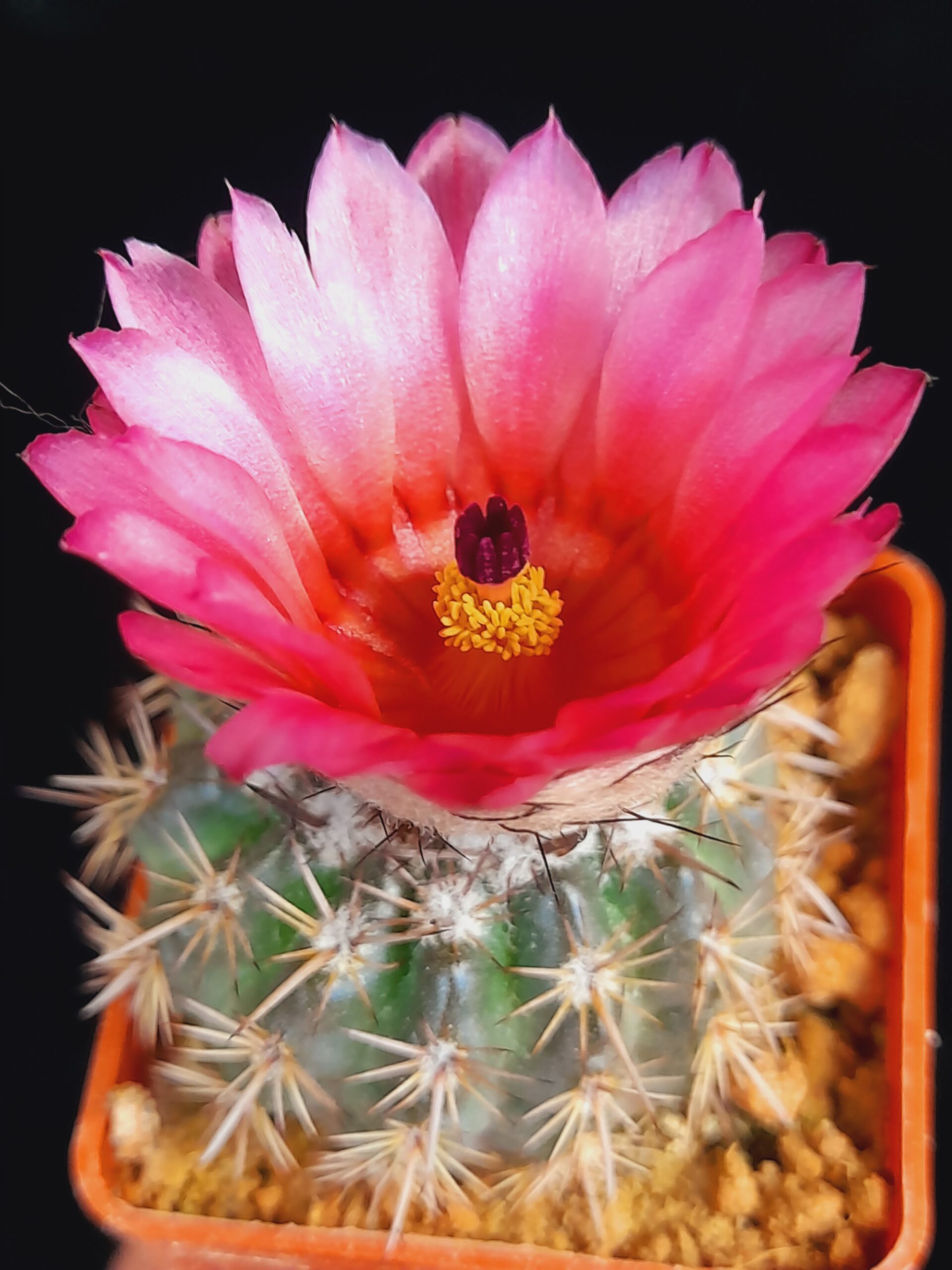 Notocactus mammulosus f. red flower