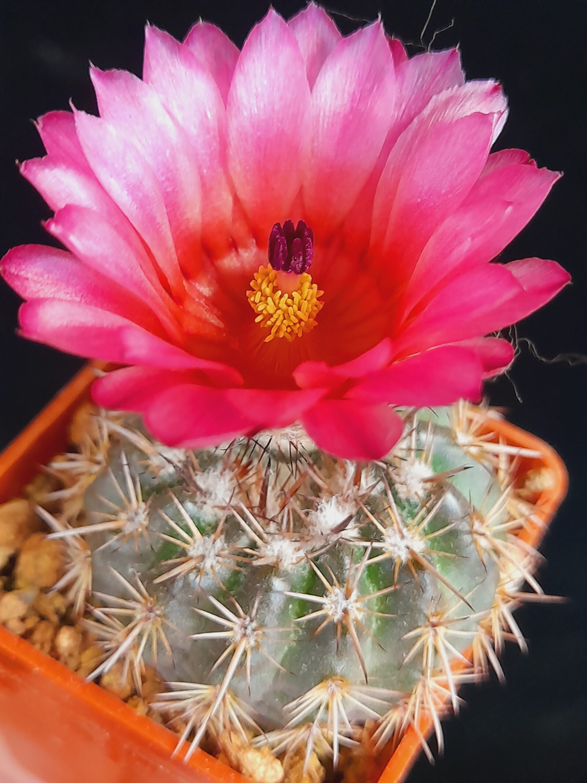 Notocactus mammulosus f. red flower - Image 4