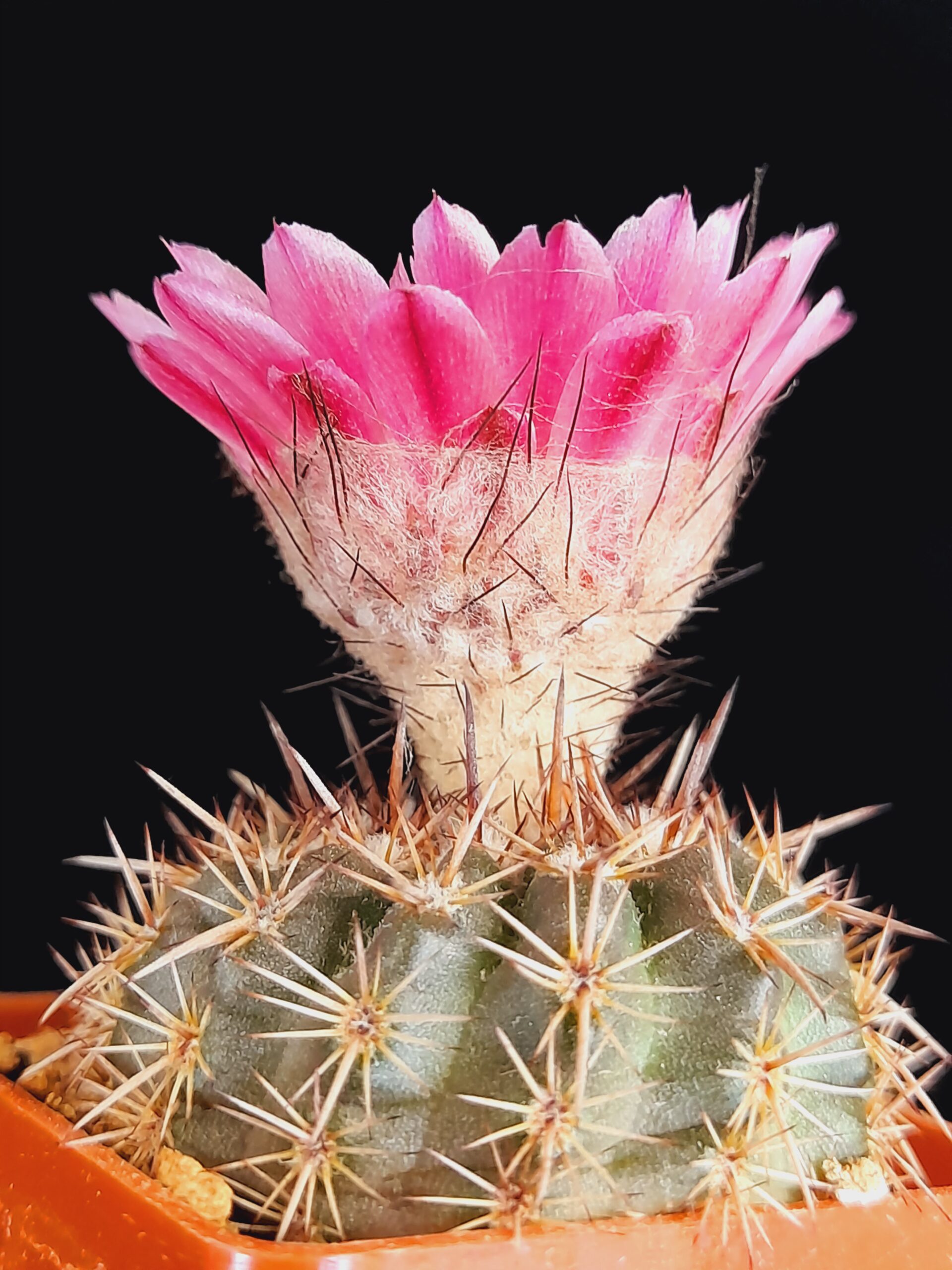 Notocactus mammulosus f. red flower - Image 5