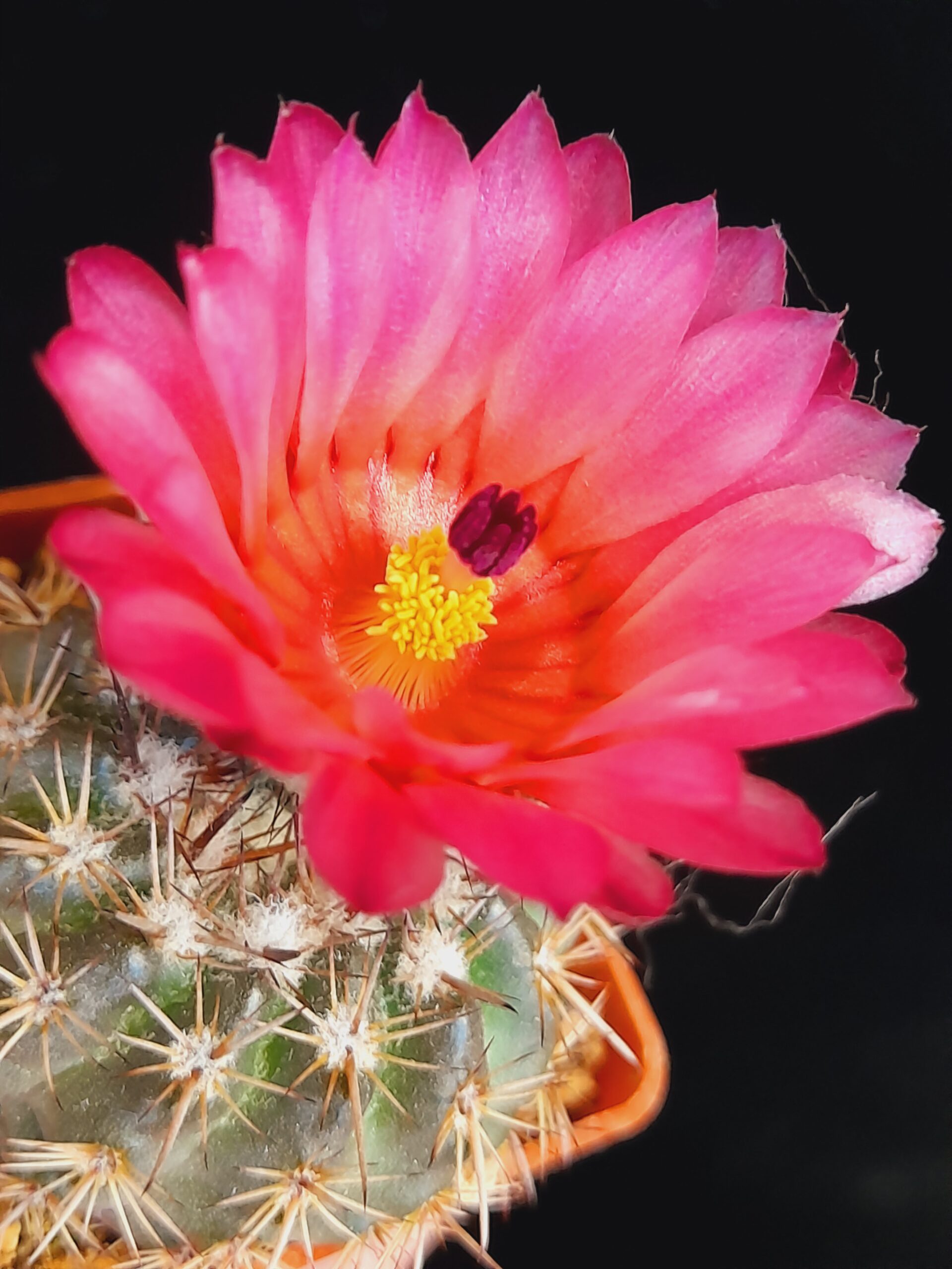 Notocactus mammulosus f. red flower - Image 6