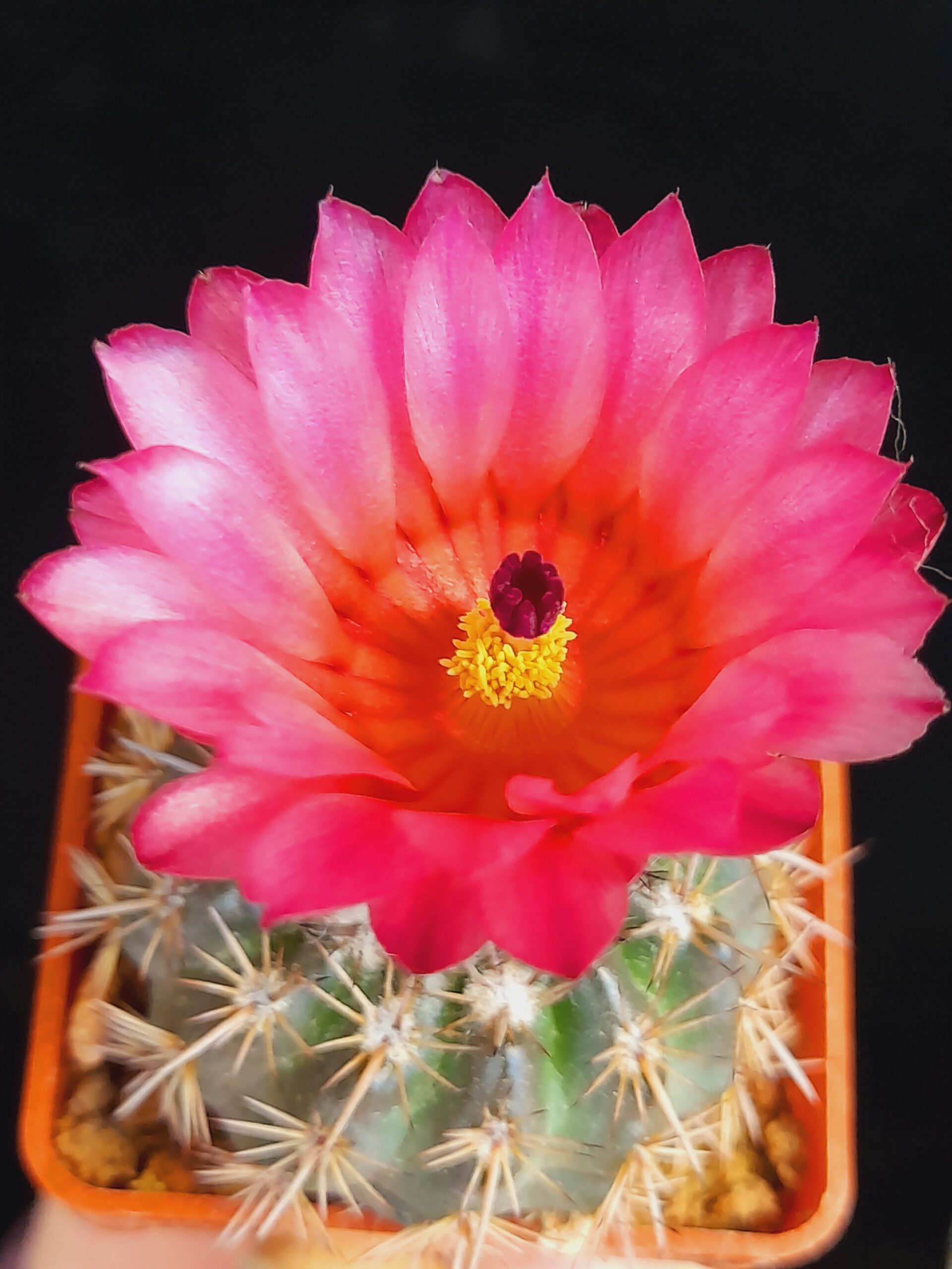 Notocactus mammulosus f. red flower - Image 7