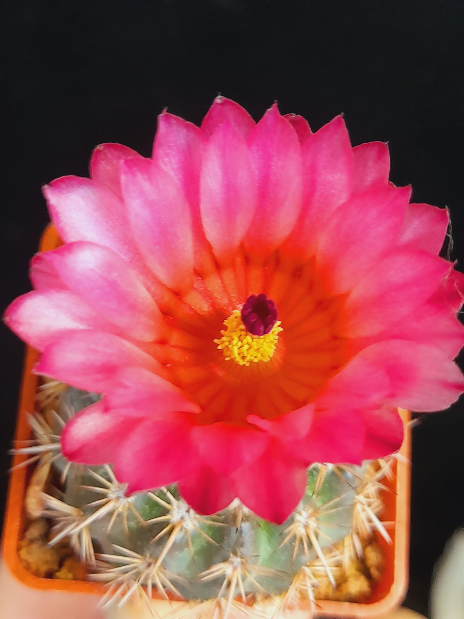 Notocactus mammulosus f. red flower - Image 8