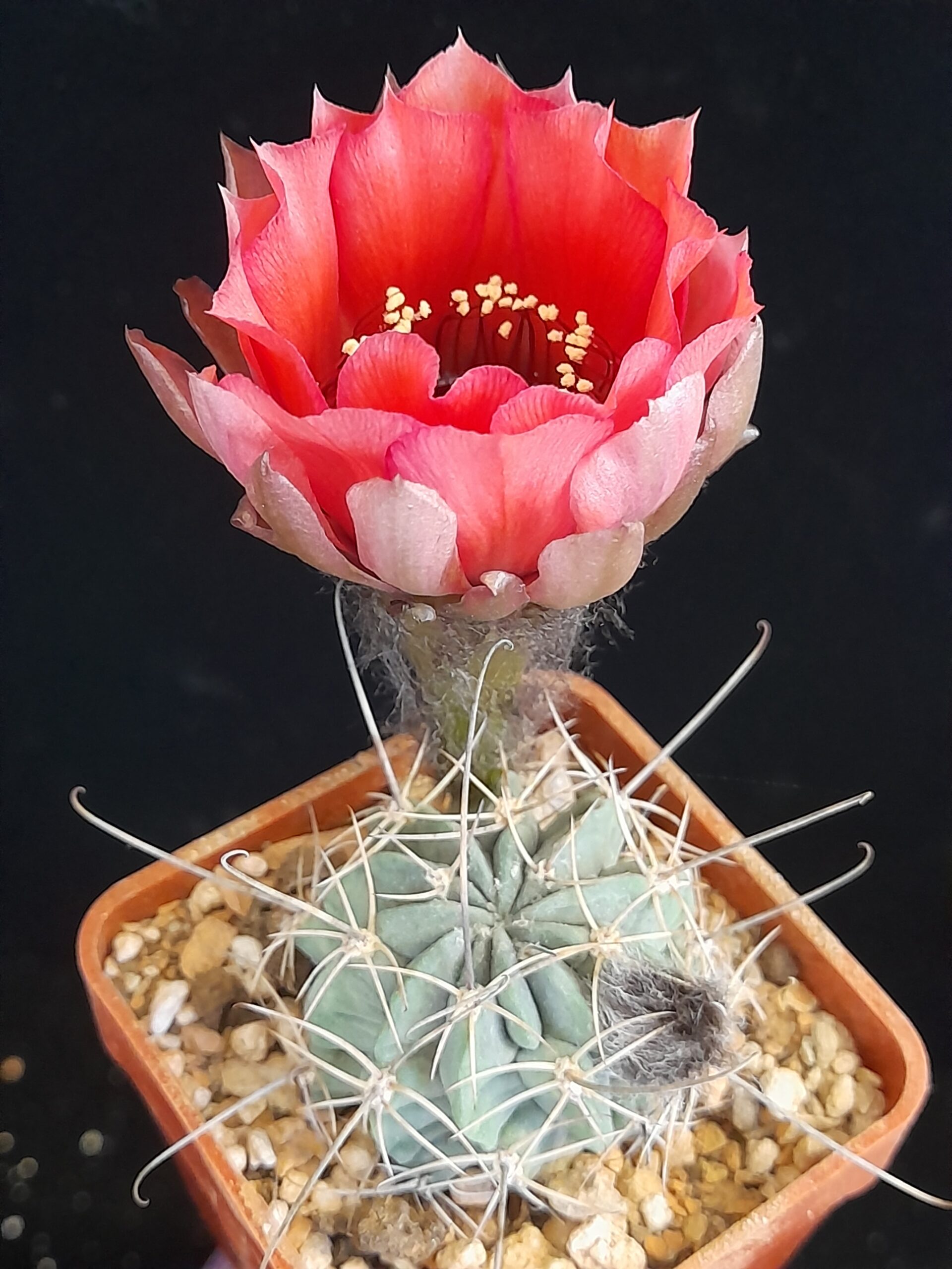 Lobivia jajoiana f. paucicostata - Image 2