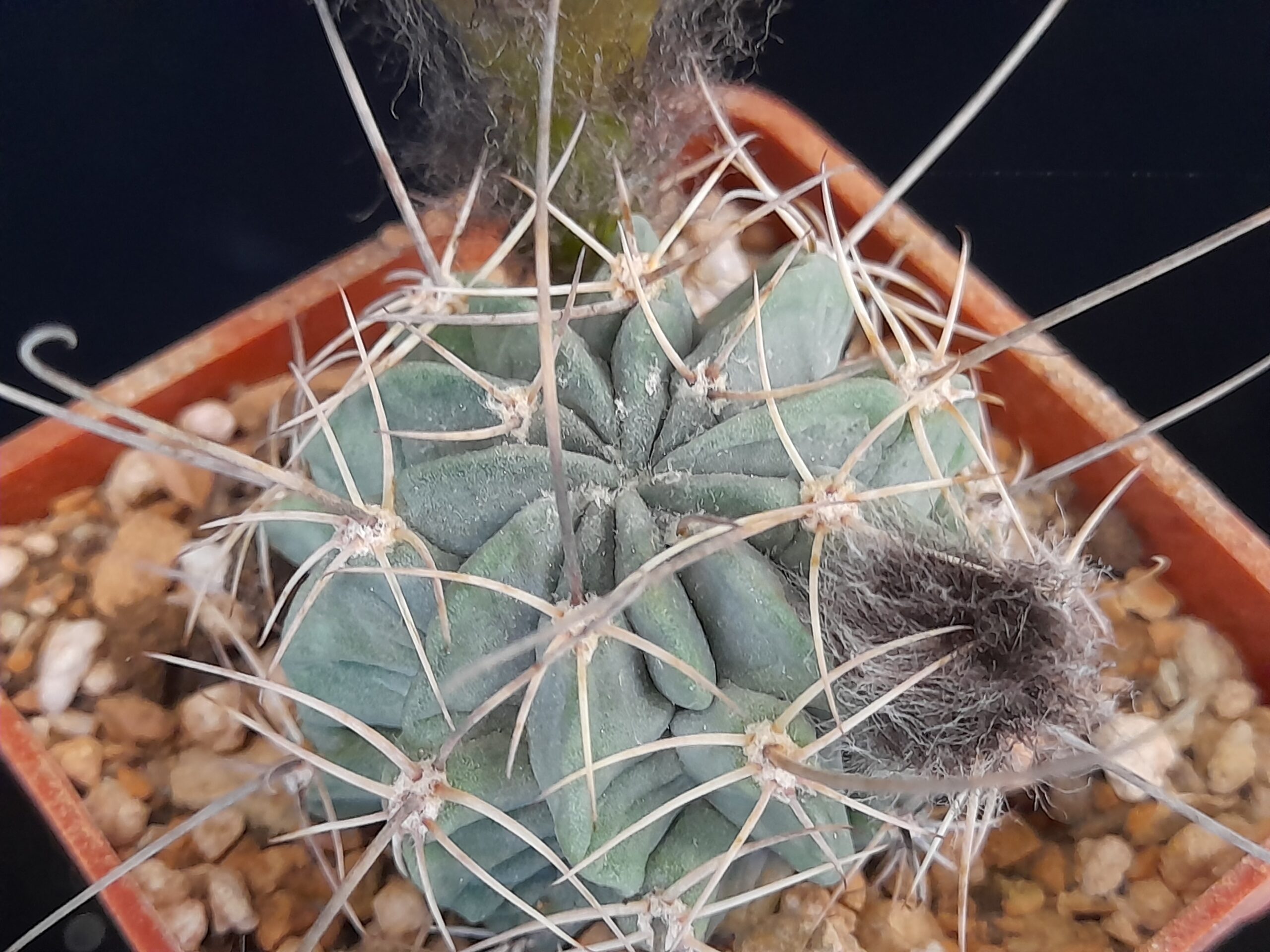 Lobivia jajoiana f. paucicostata - Image 3
